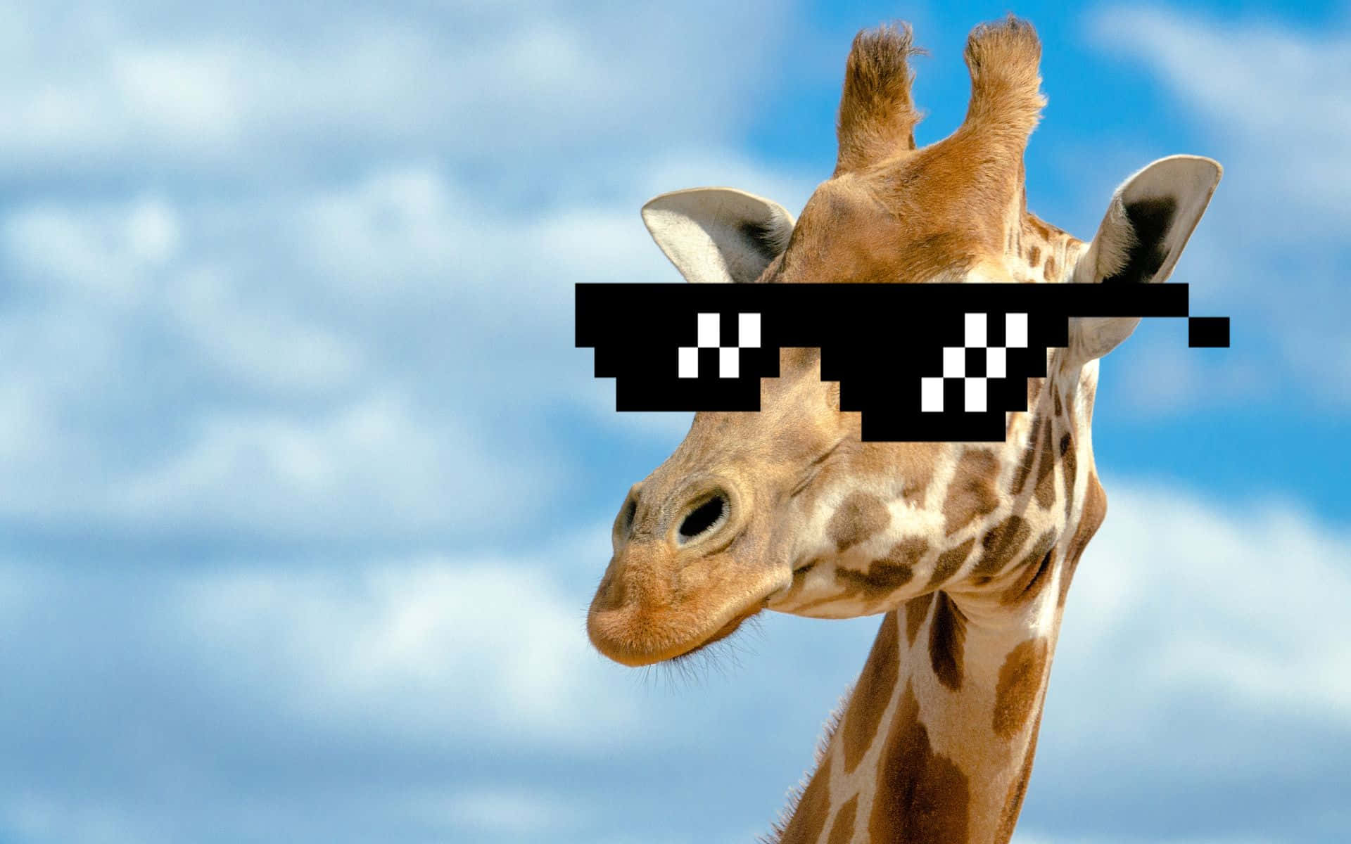 Funny Giraffe Wallpapers