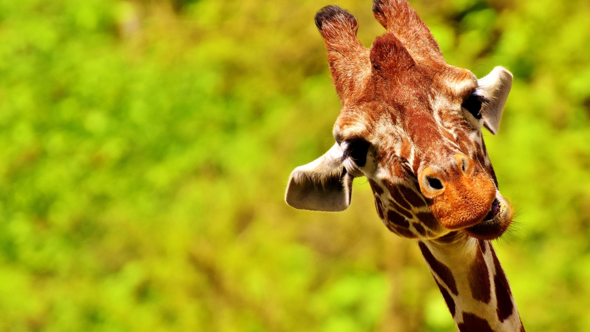 Funny Giraffe Wallpapers