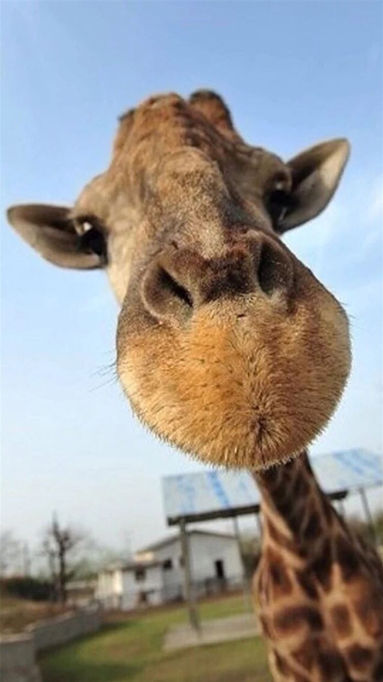 Funny Giraffe Wallpapers