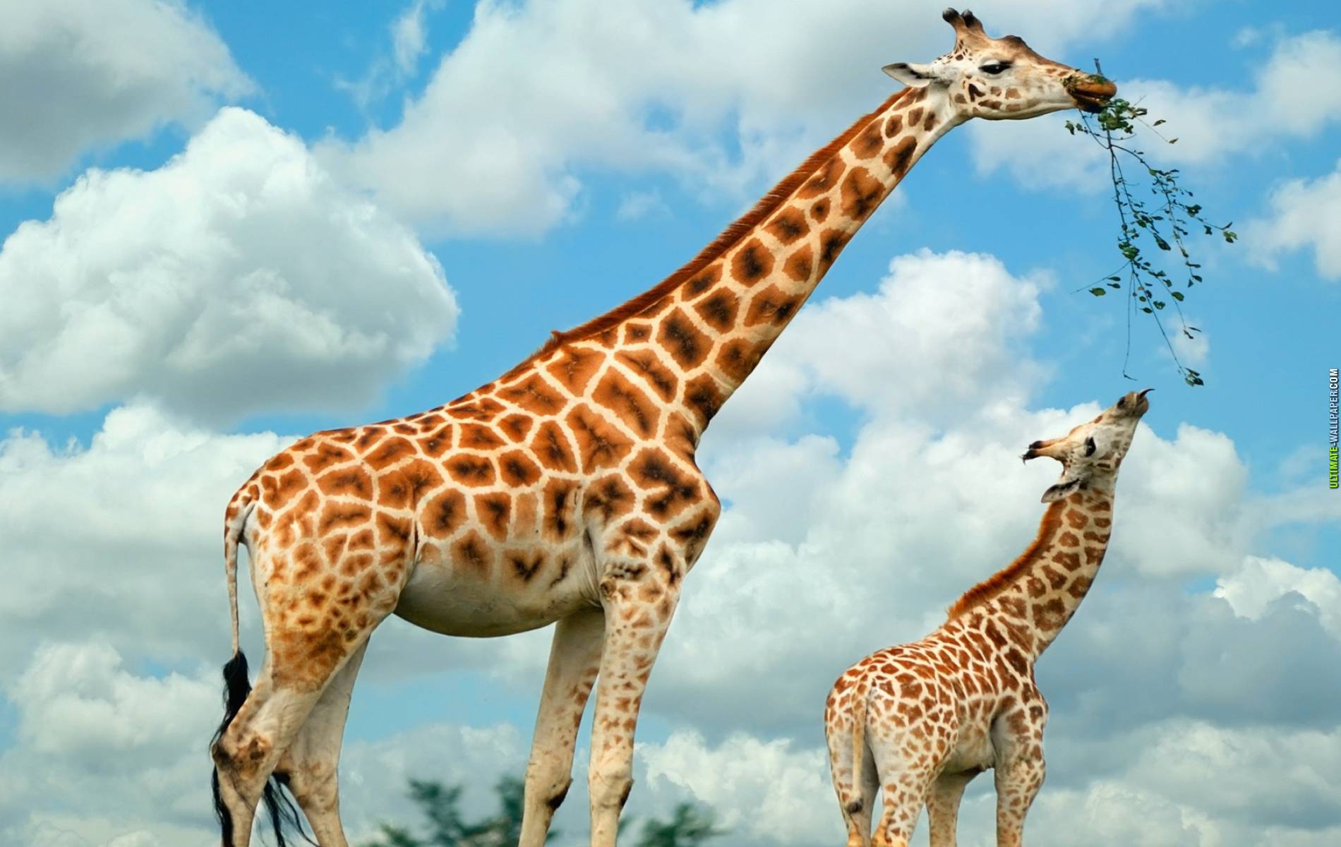 Funny Giraffe Wallpapers