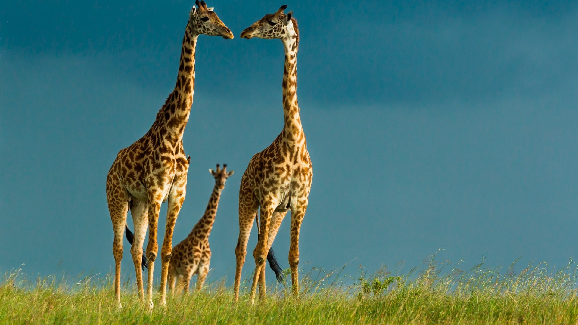 Funny Giraffe Wallpapers