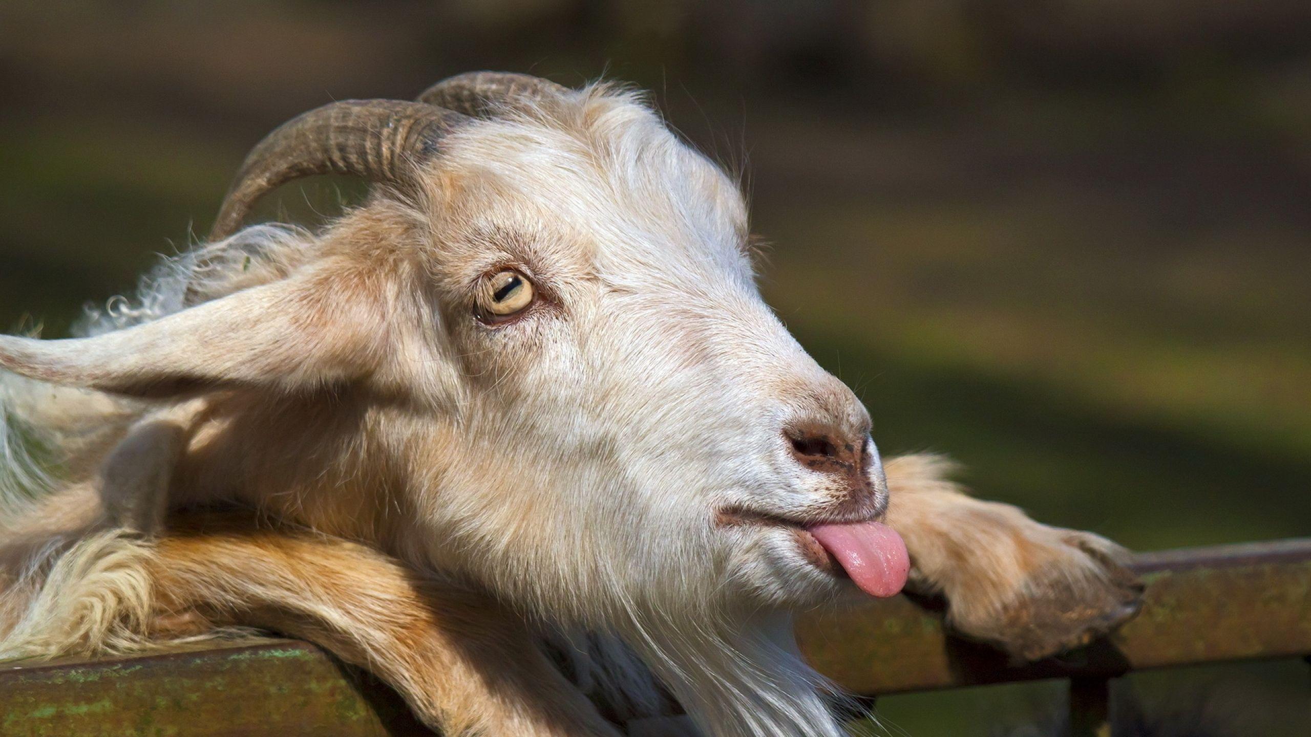 Funny Goat Wallpapers