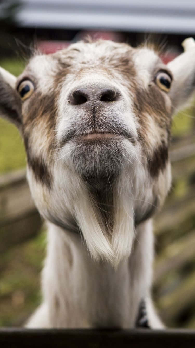 Funny Goat Wallpapers