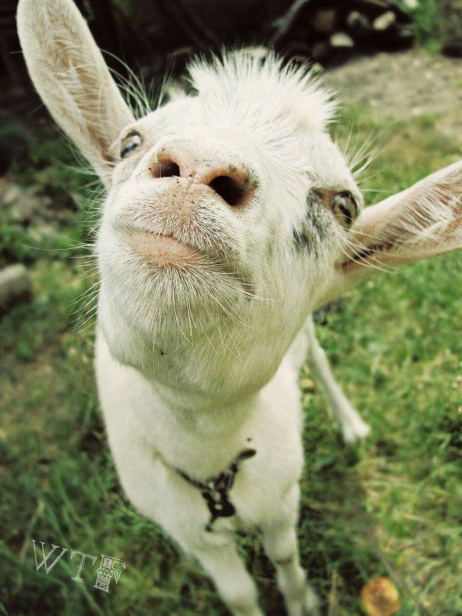 Funny Goat Wallpapers