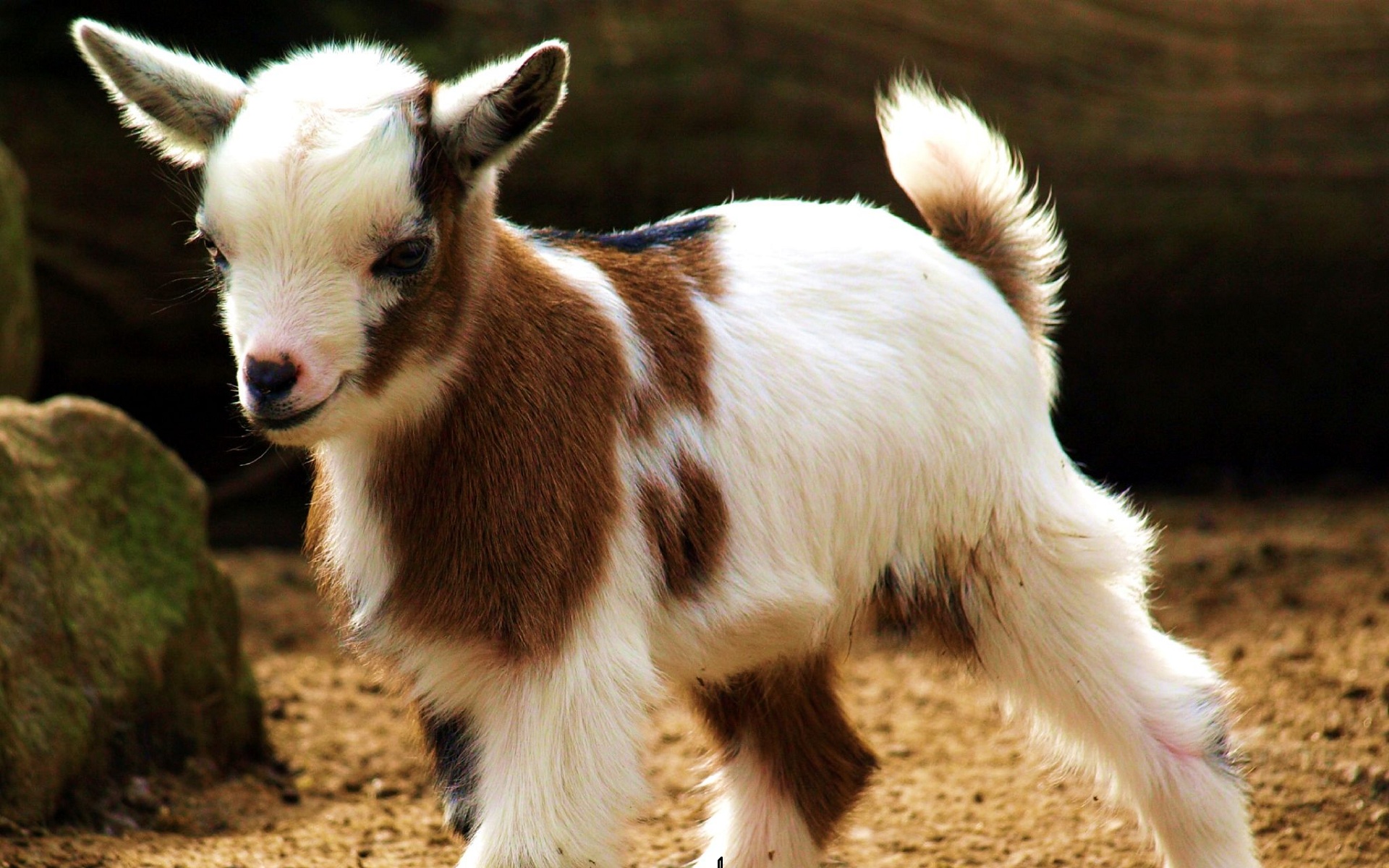 Funny Goat Wallpapers