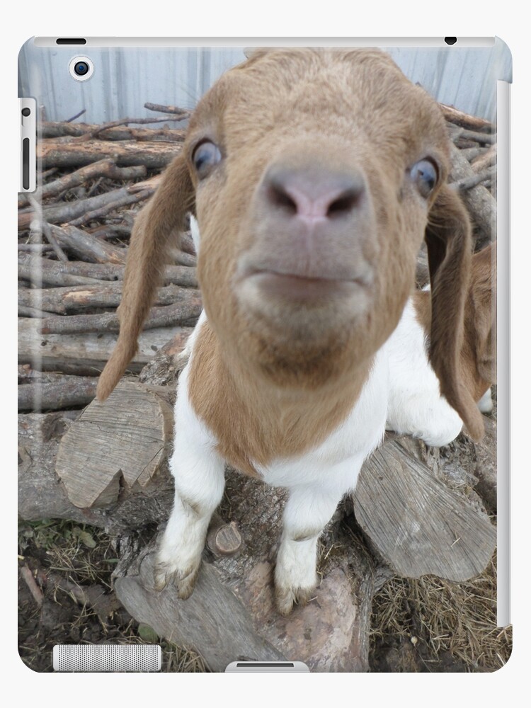 Funny Goat Wallpapers