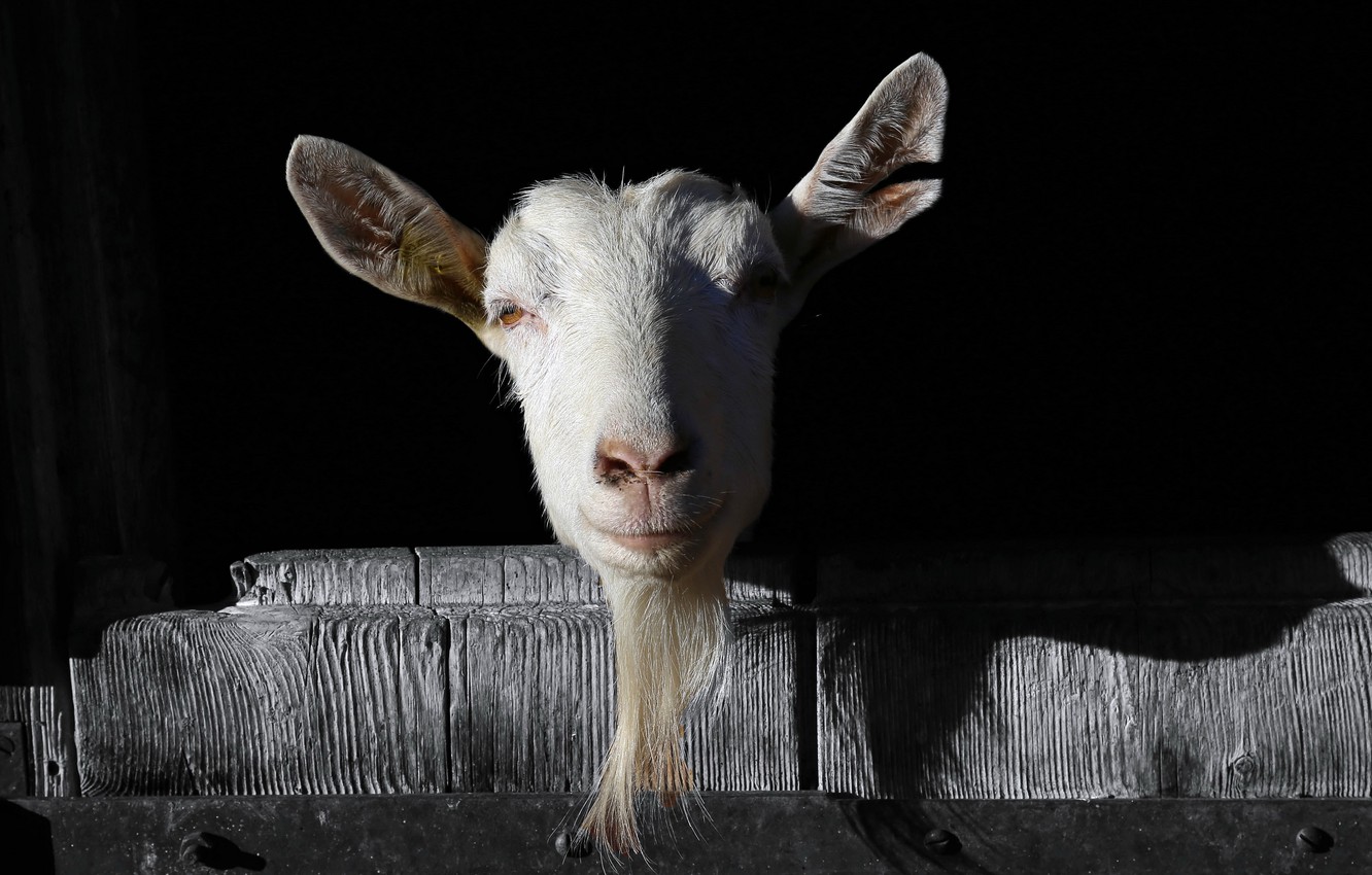 Funny Goat Wallpapers