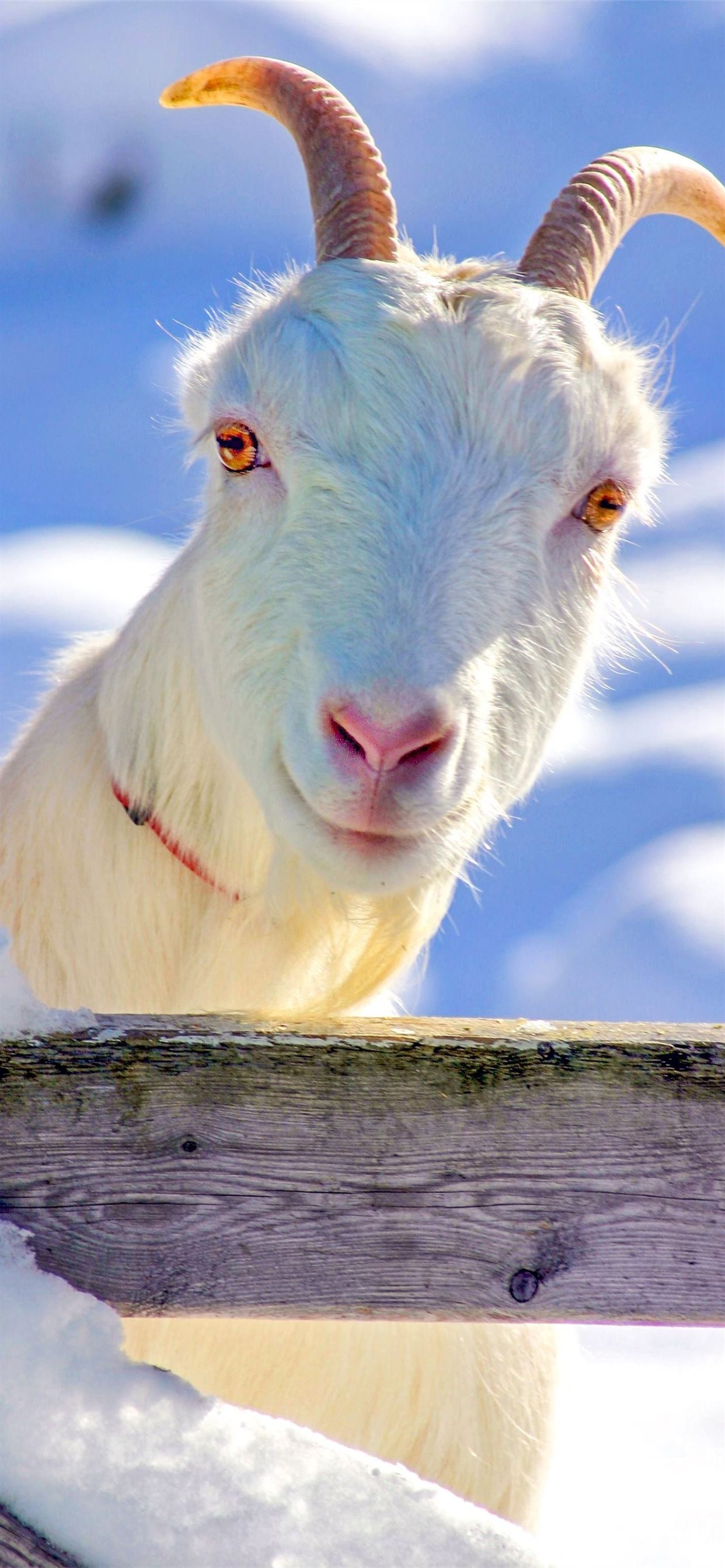 Funny Goat Wallpapers