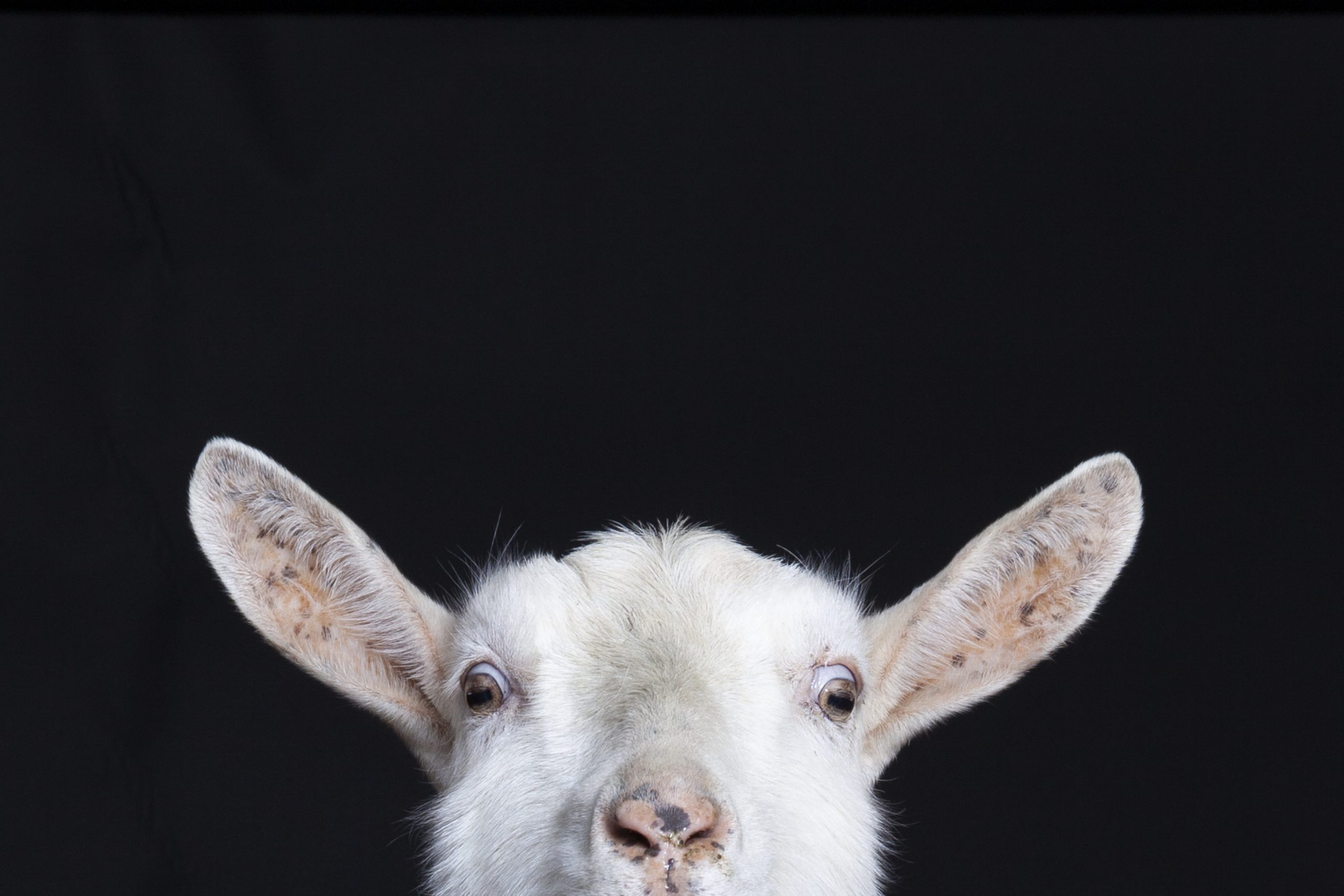 Funny Goat Wallpapers