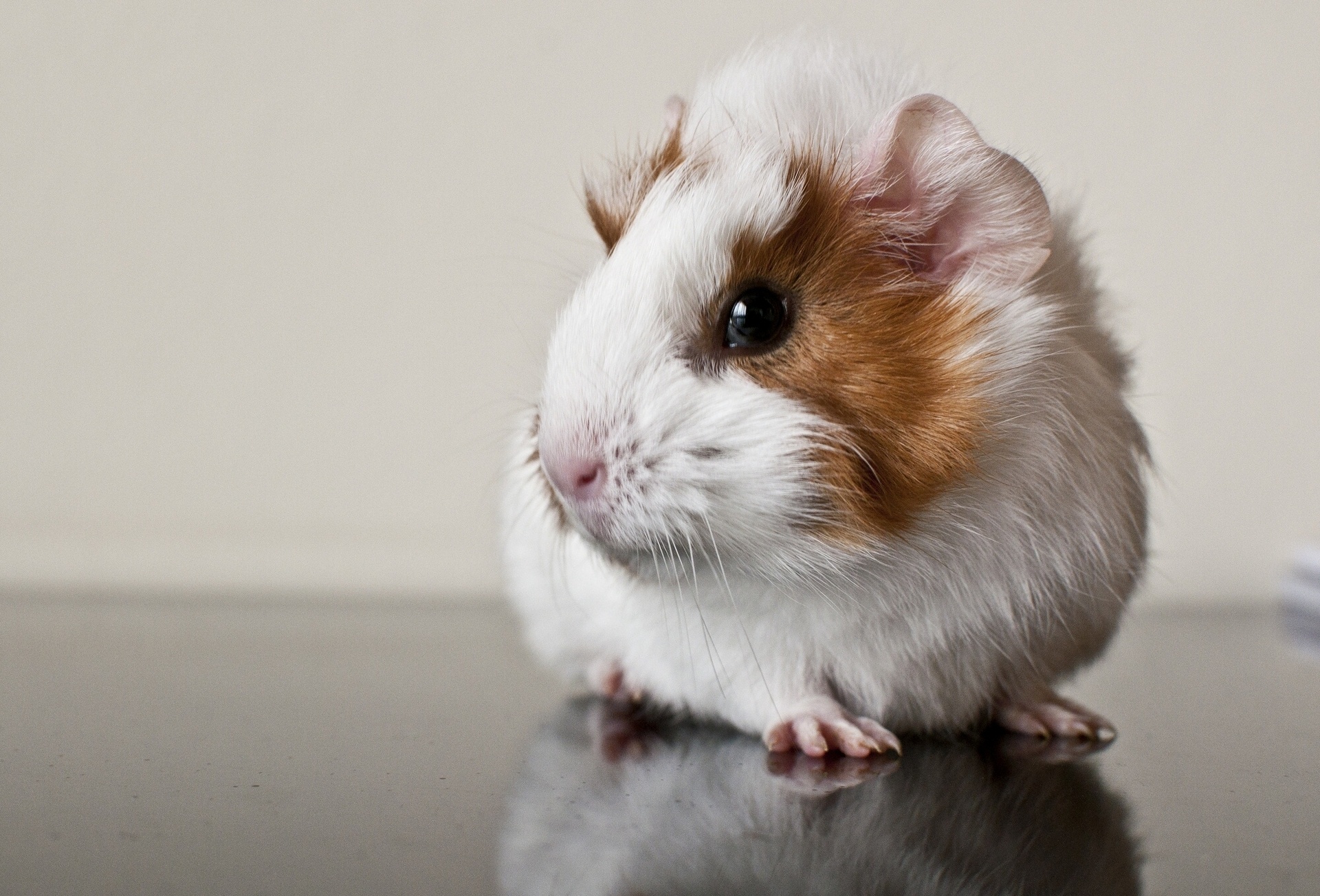 Funny Guinea Pig Wallpapers