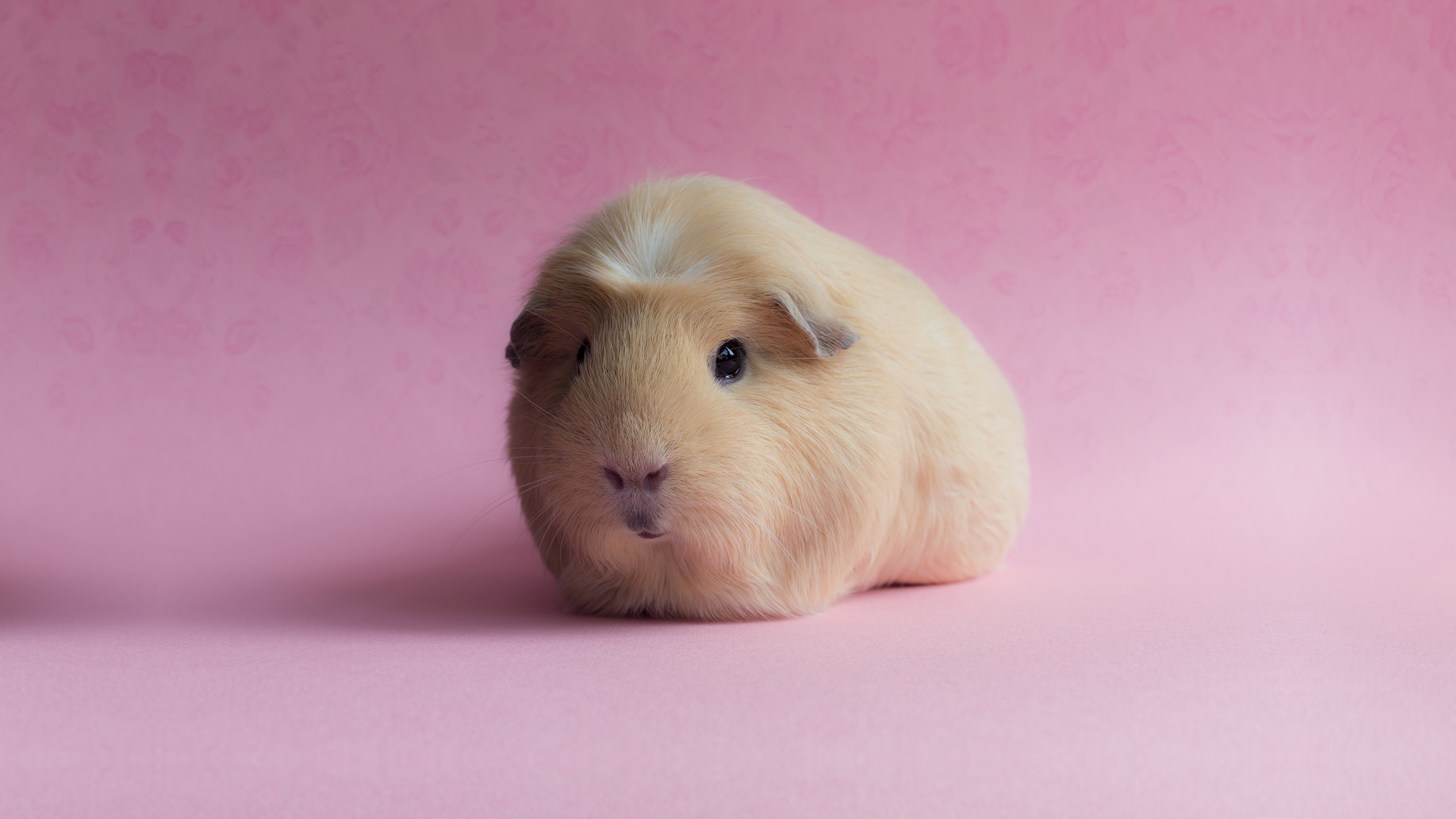 Funny Guinea Pig Wallpapers