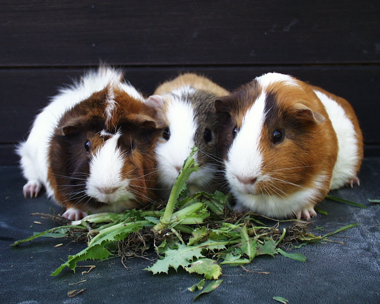 Funny Guinea Pig Wallpapers