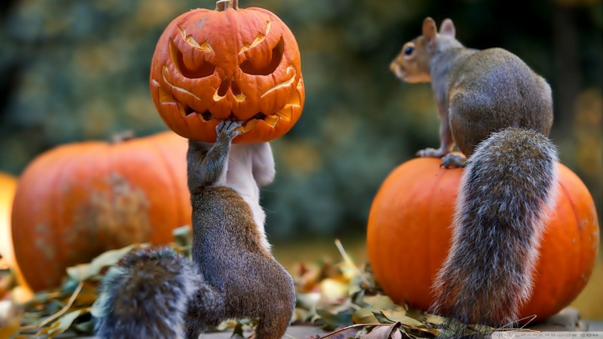 Funny Halloween Animals Wallpapers