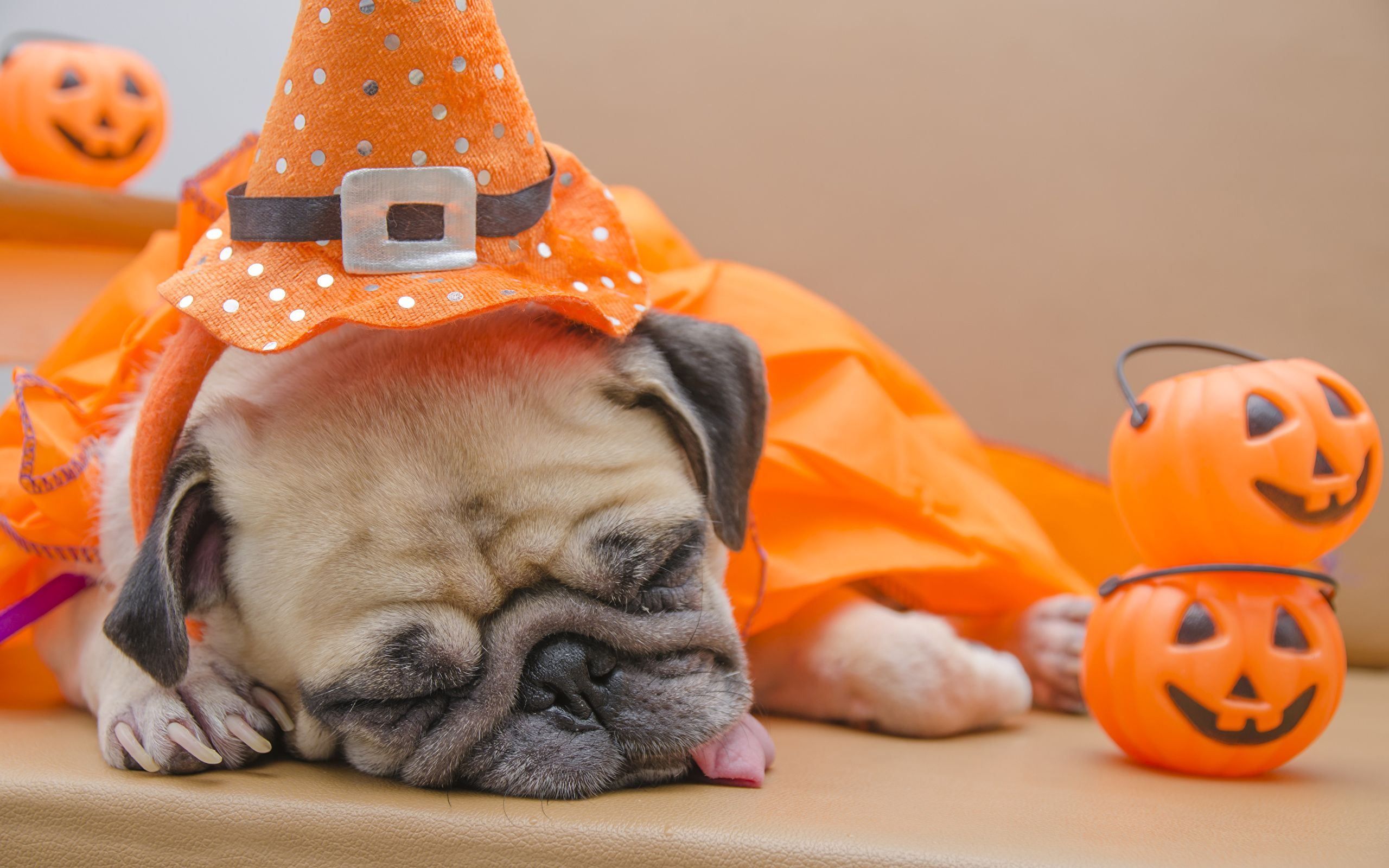 Funny Halloween Animals Wallpapers