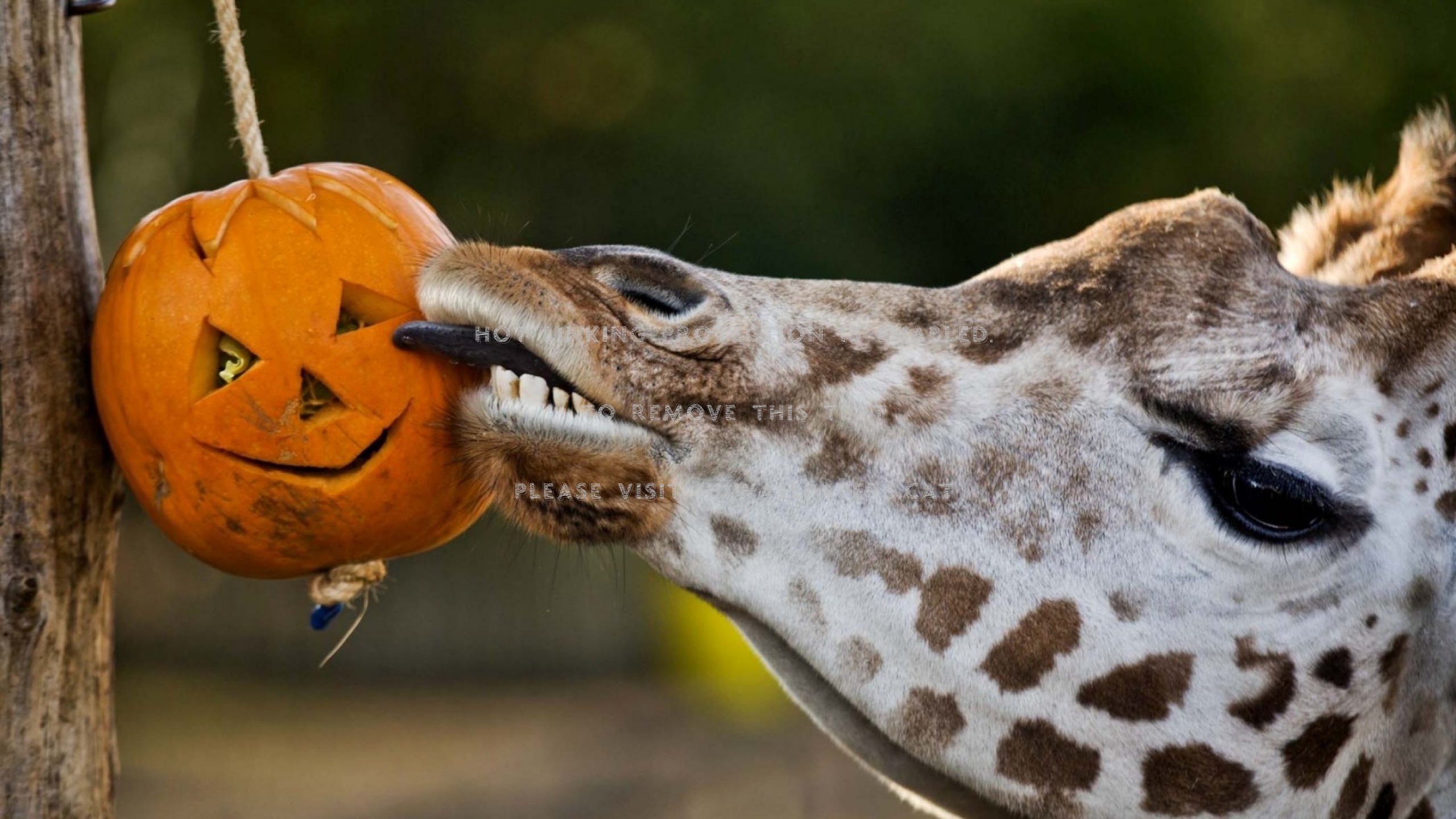 Funny Halloween Animals Wallpapers