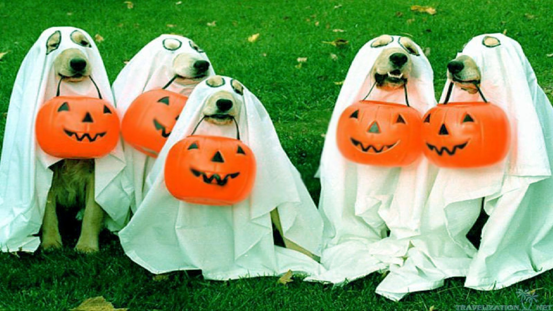 Funny Halloween Animals Wallpapers