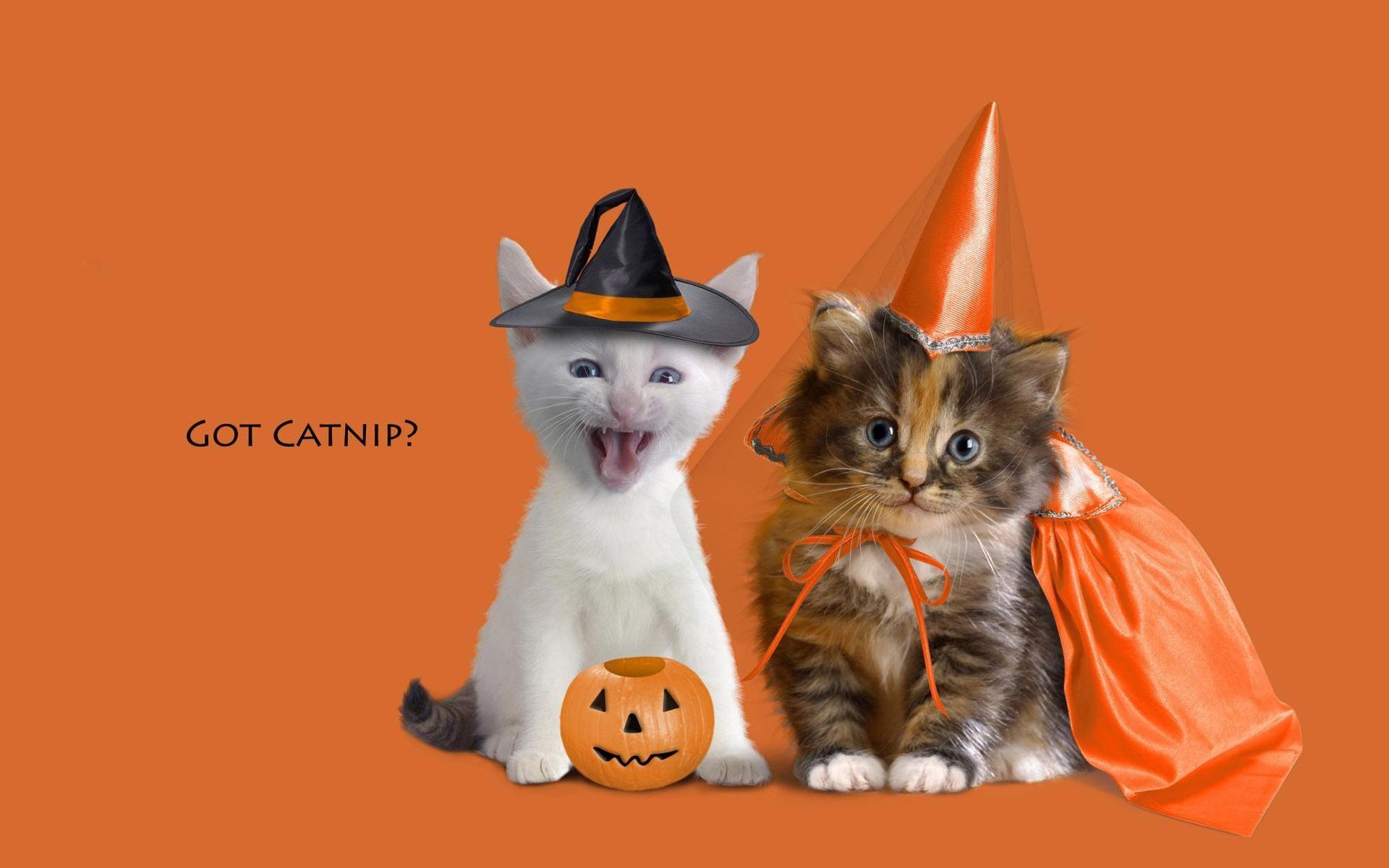 Funny Halloween Animals Wallpapers