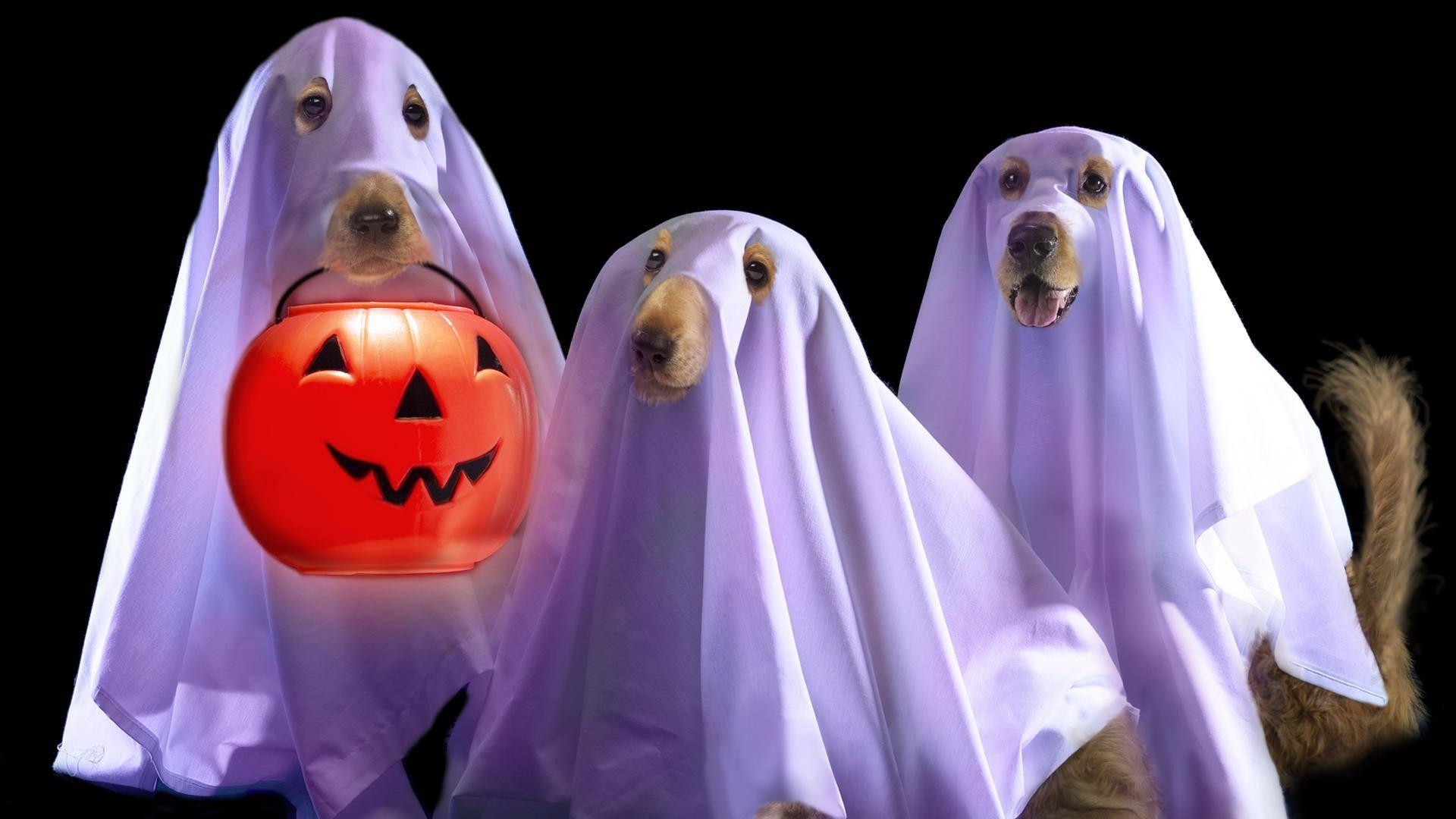 Funny Halloween Backgrounds