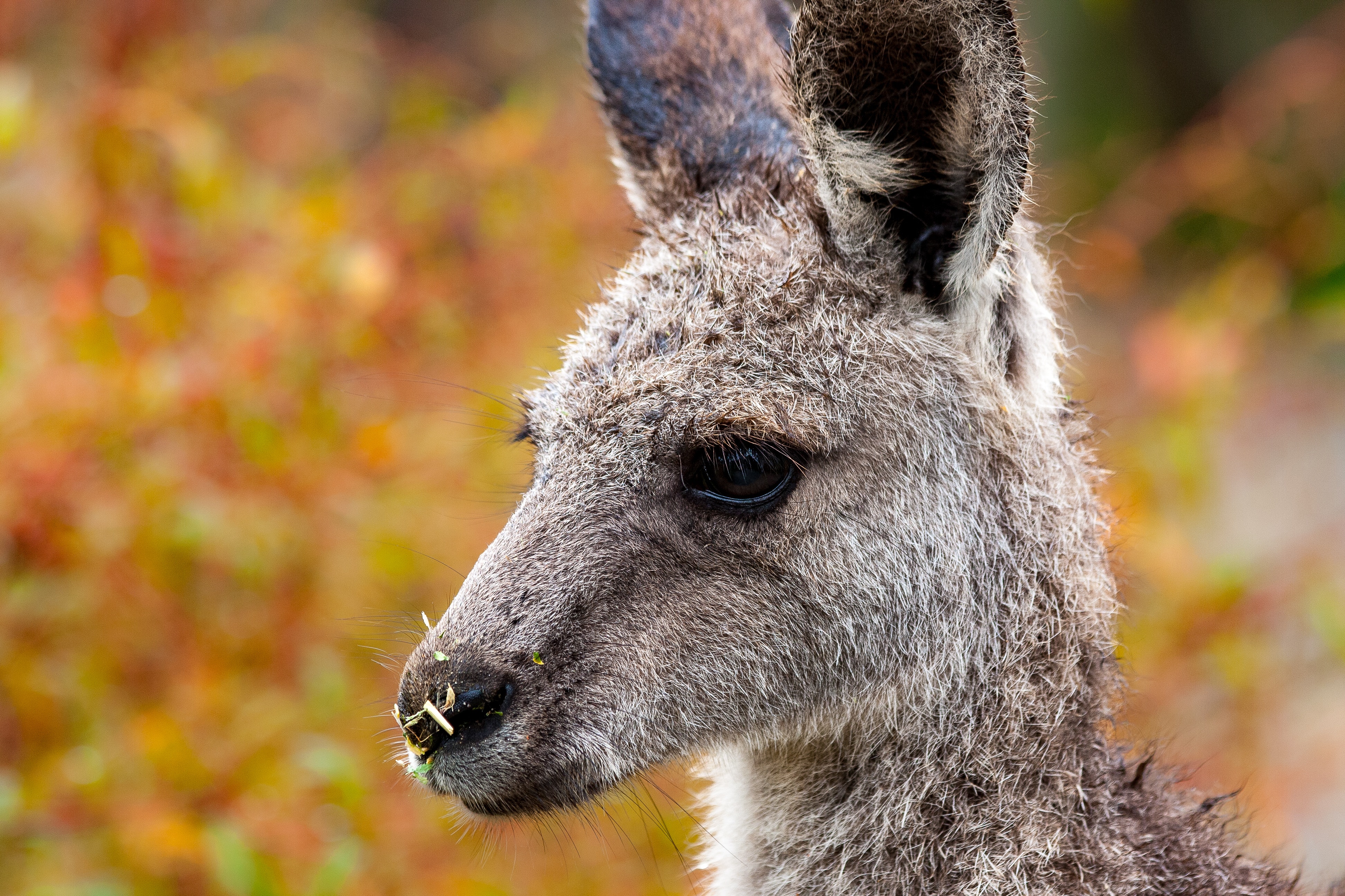 Funny Kangaroo Pic Wallpapers