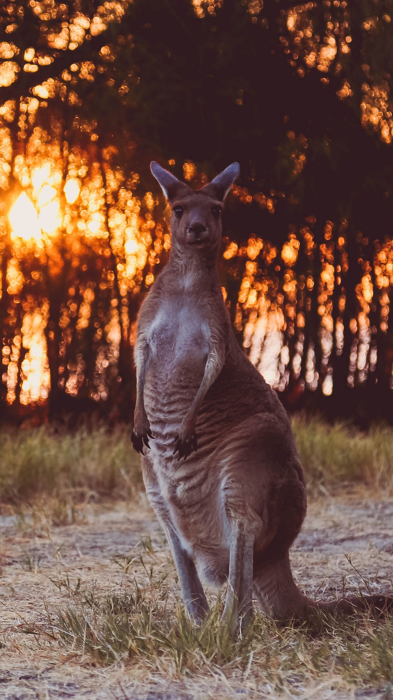 Funny Kangaroo Pic Wallpapers