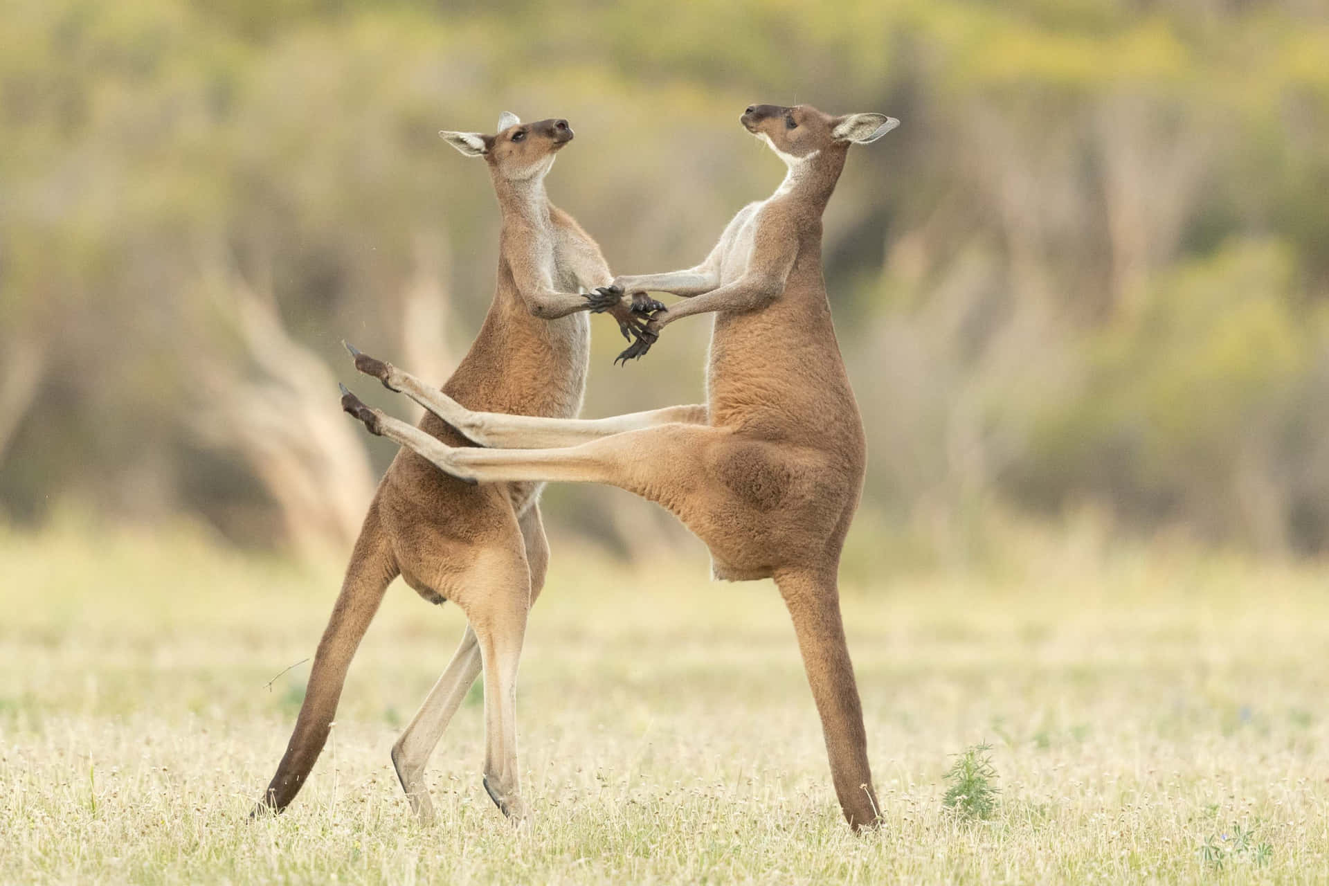 Funny Kangaroo Pic Wallpapers