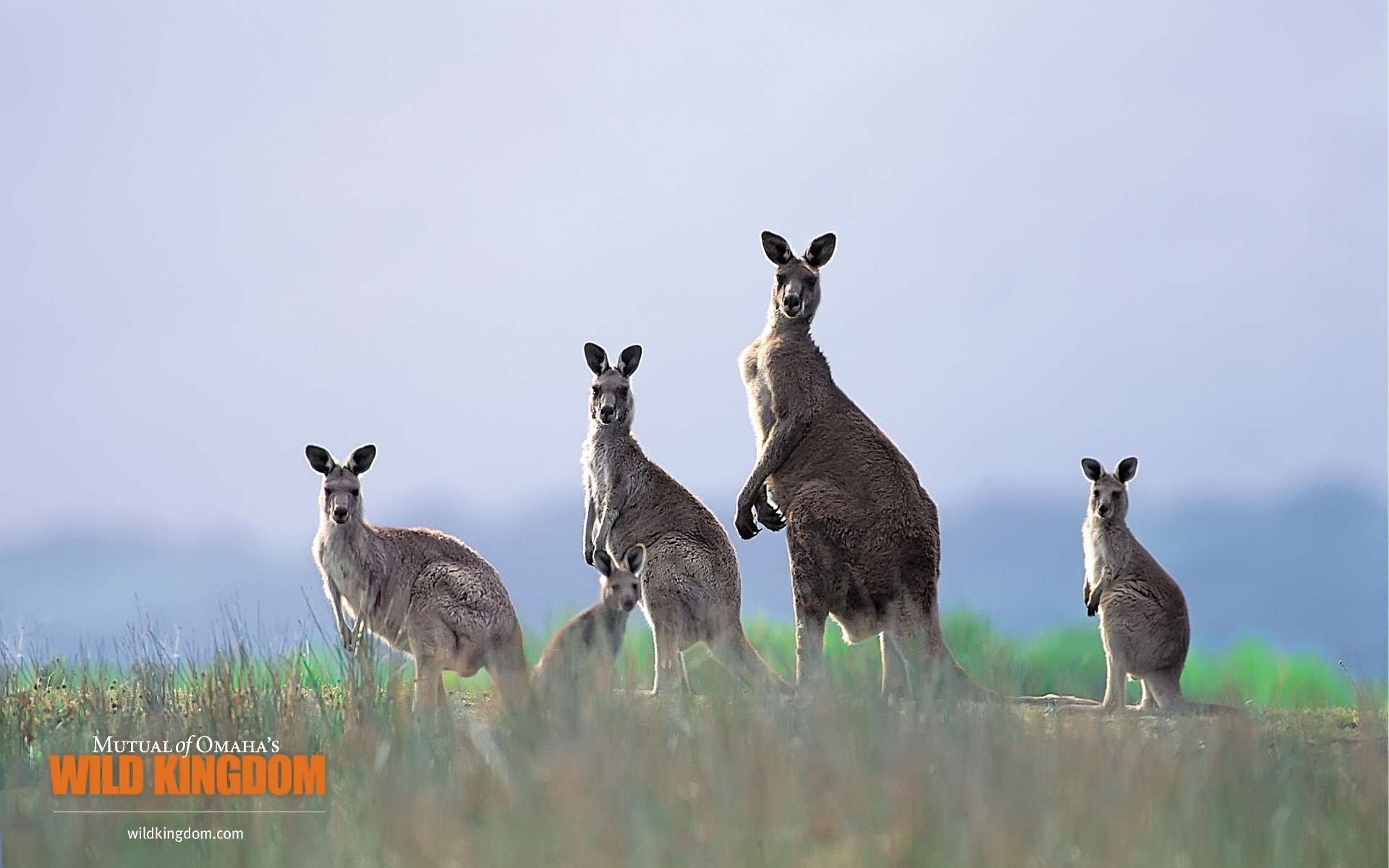 Funny Kangaroo Pic Wallpapers