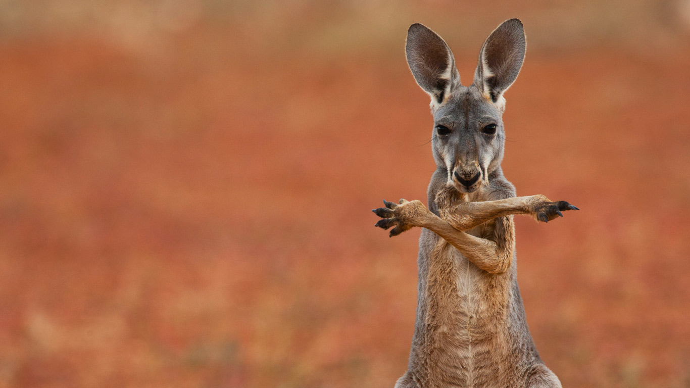 Funny Kangaroo Pic Wallpapers