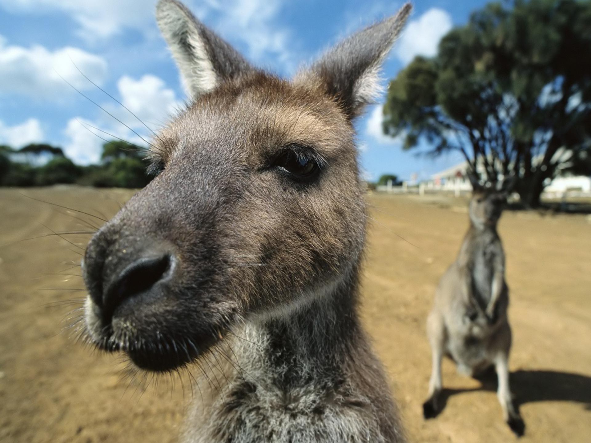 Funny Kangaroo Pic Wallpapers