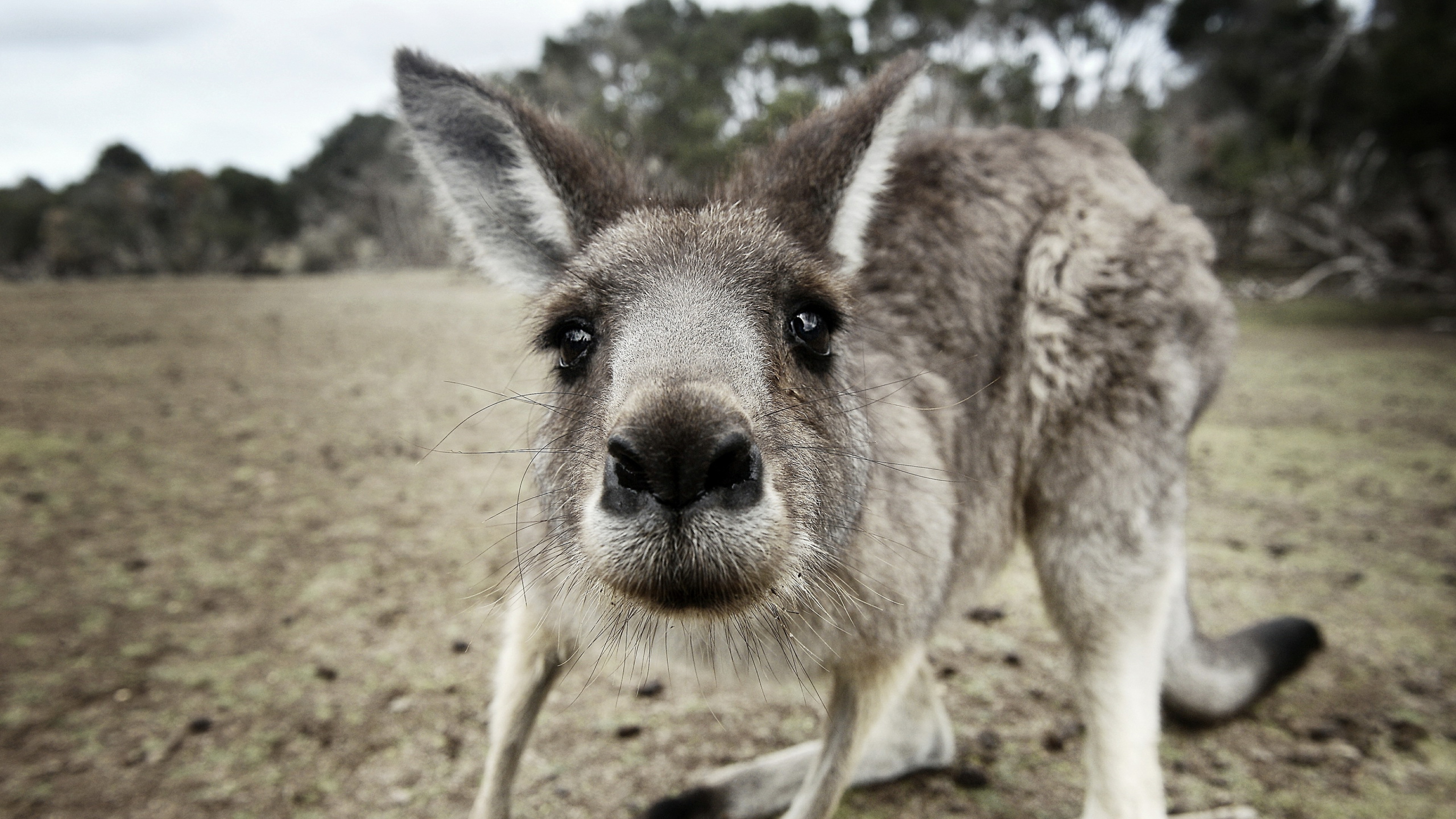 Funny Kangaroo Pic Wallpapers