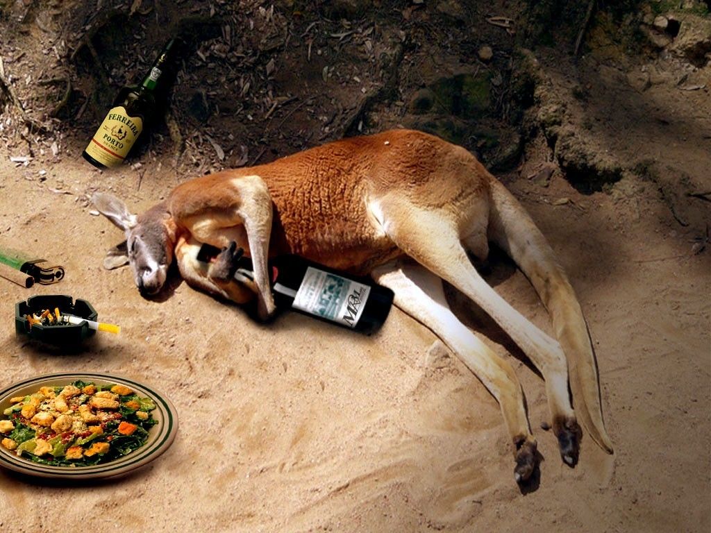 Funny Kangaroo Pic Wallpapers