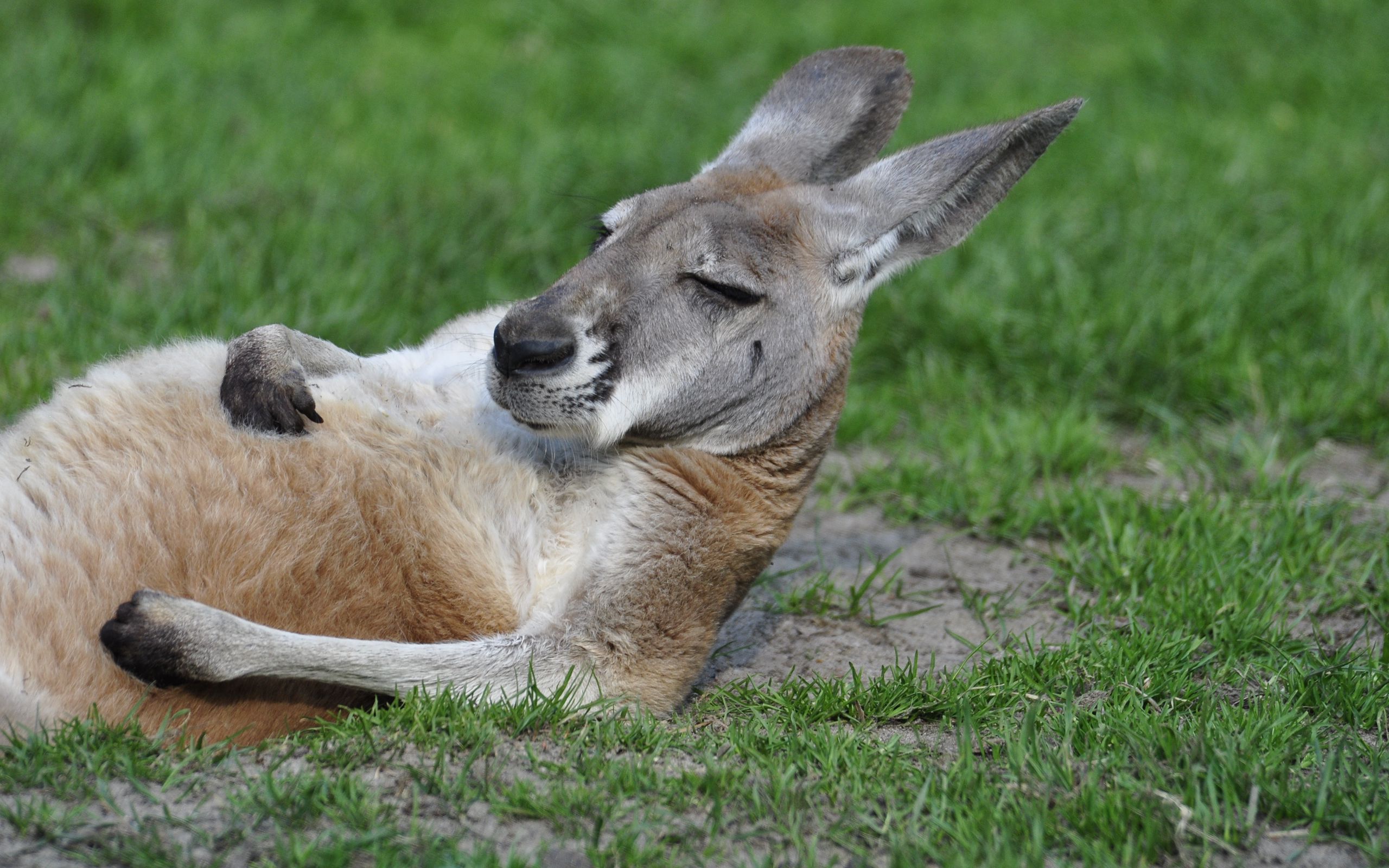 Funny Kangaroo Pic Wallpapers