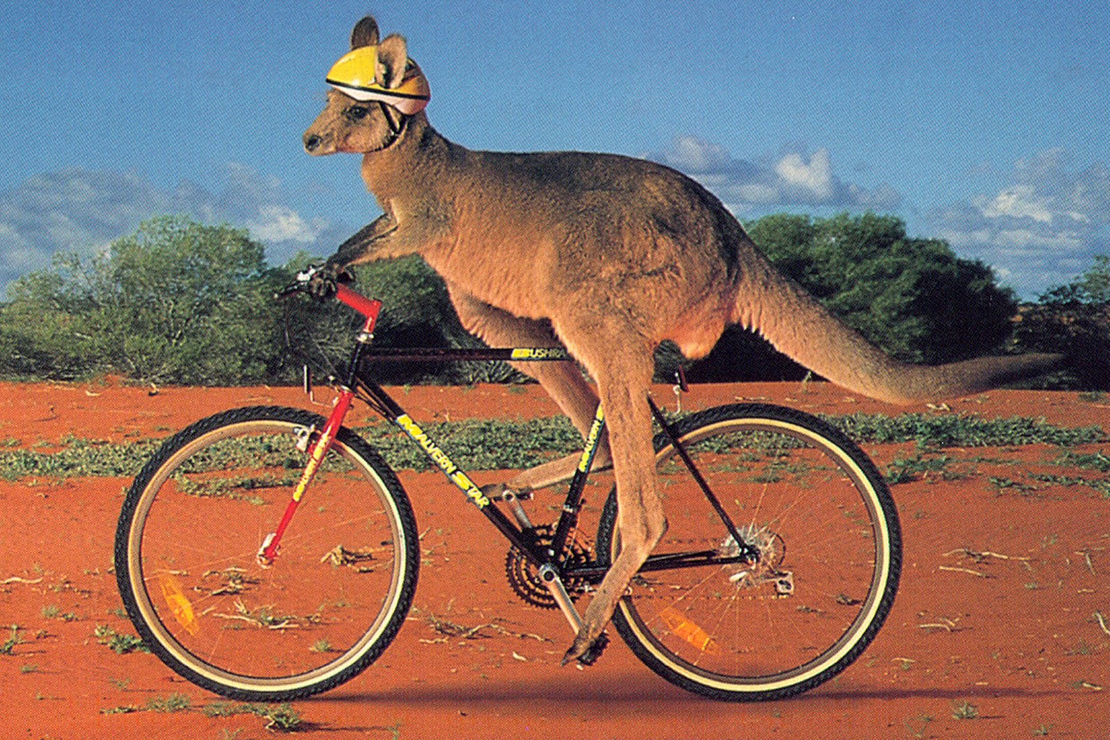 Funny Kangaroo Pic Wallpapers