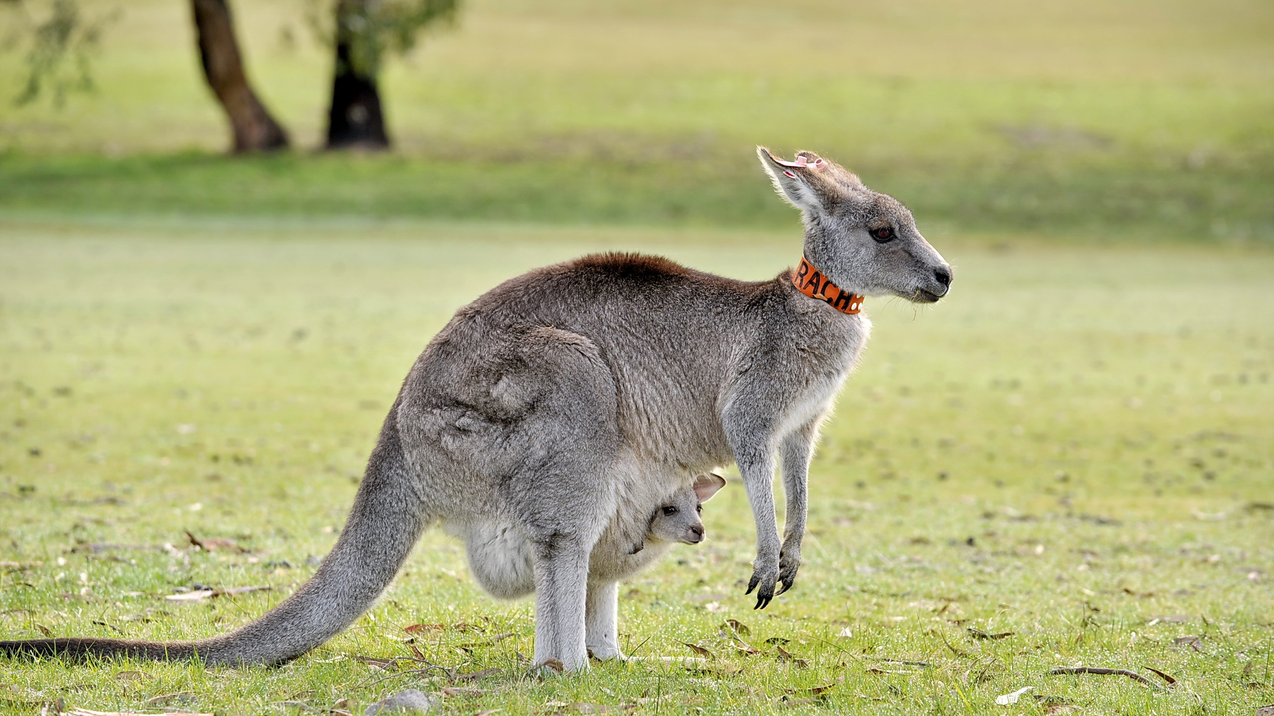 Funny Kangaroo Pic Wallpapers