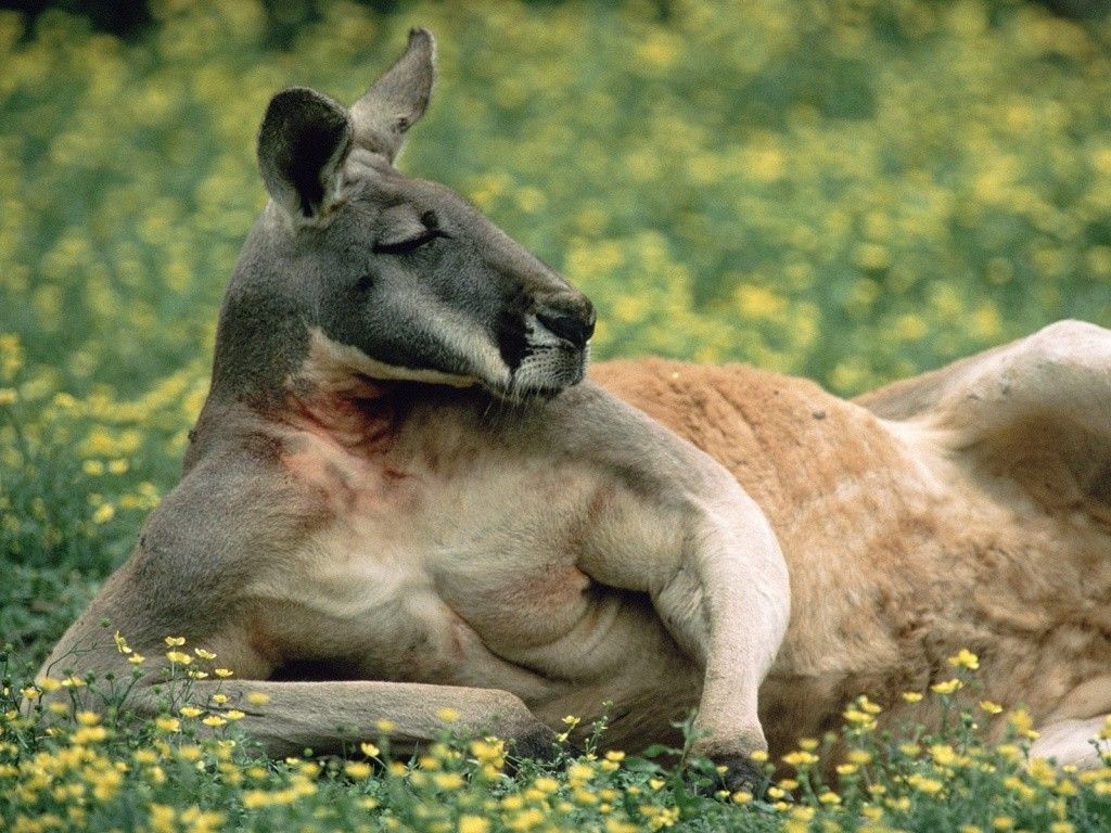 Funny Kangaroo Pic Wallpapers