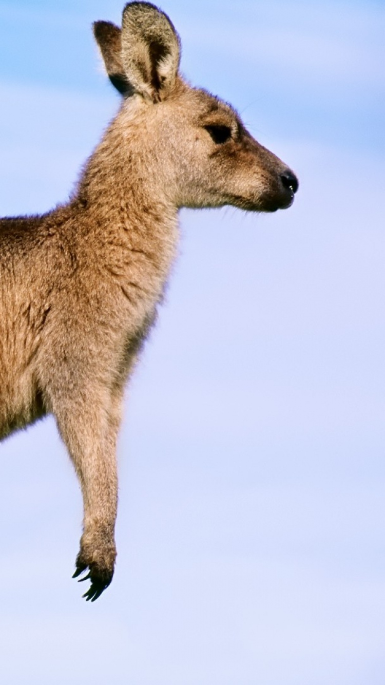 Funny Kangaroo Pic Wallpapers