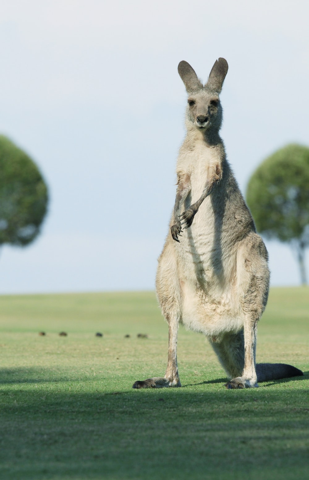 Funny Kangaroo Pic Wallpapers