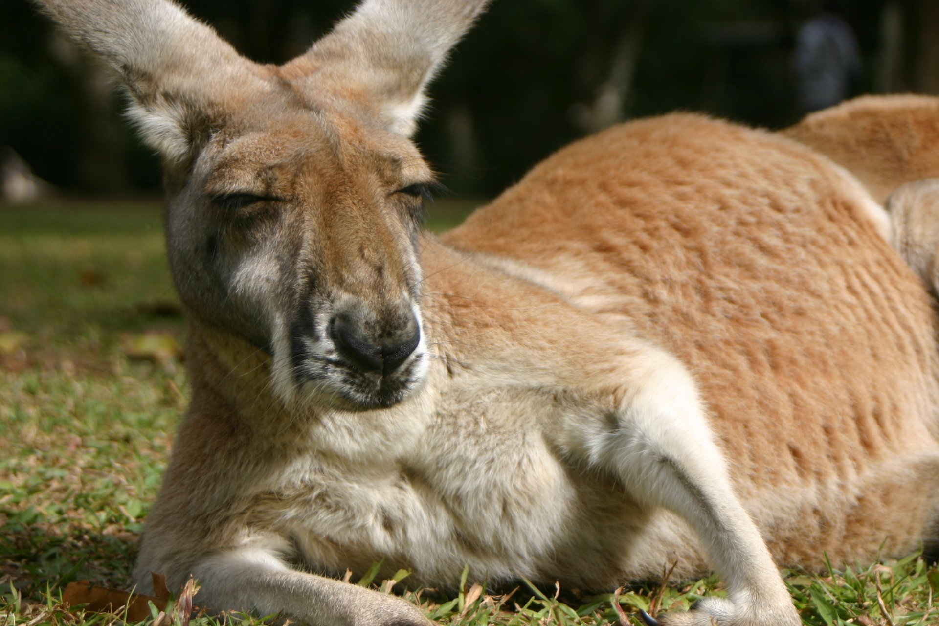 Funny Kangaroo Pic Wallpapers