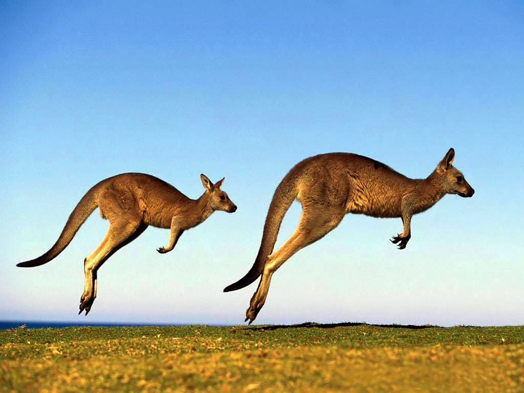 Funny Kangaroo Pic Wallpapers