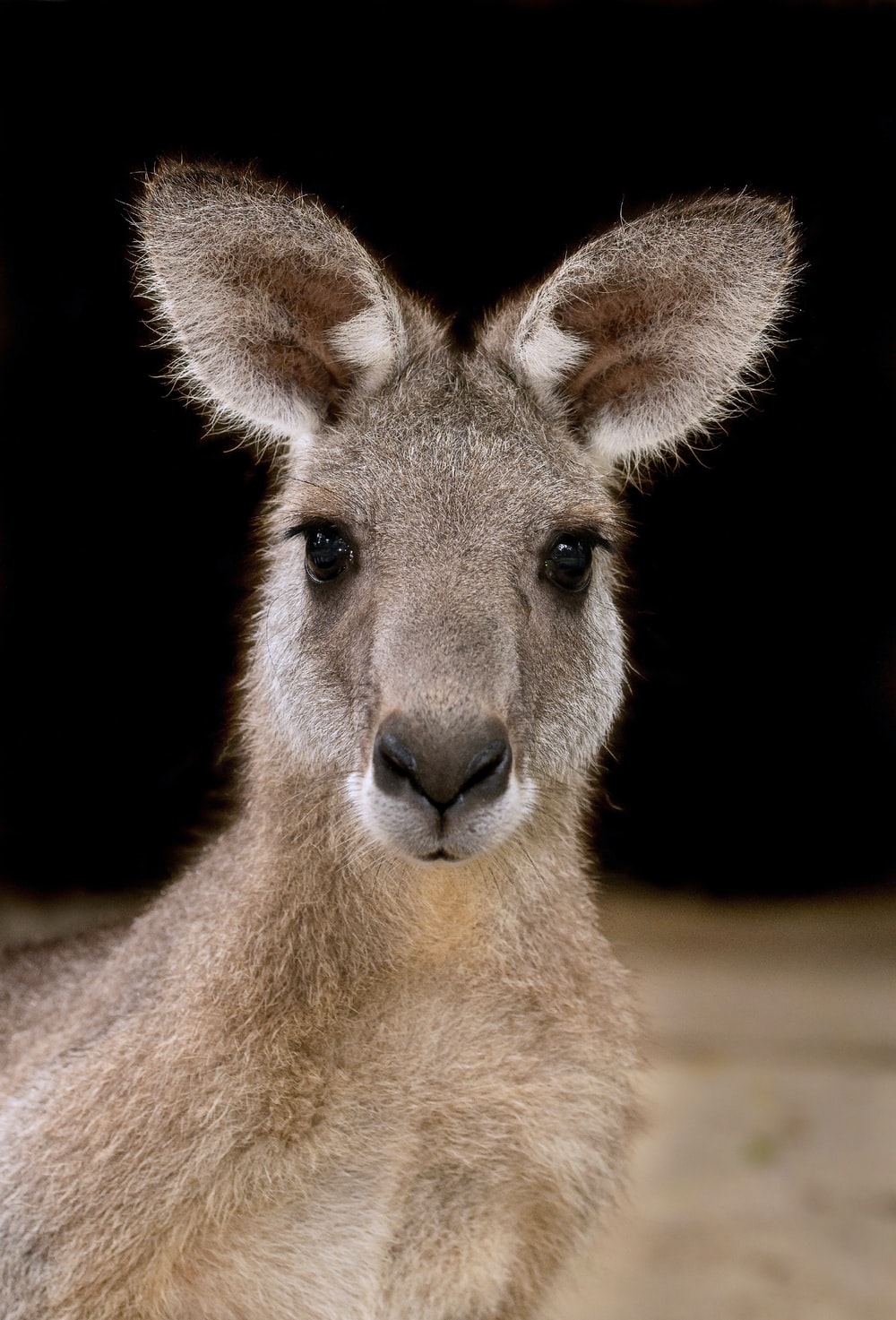 Funny Kangaroo Pic Wallpapers