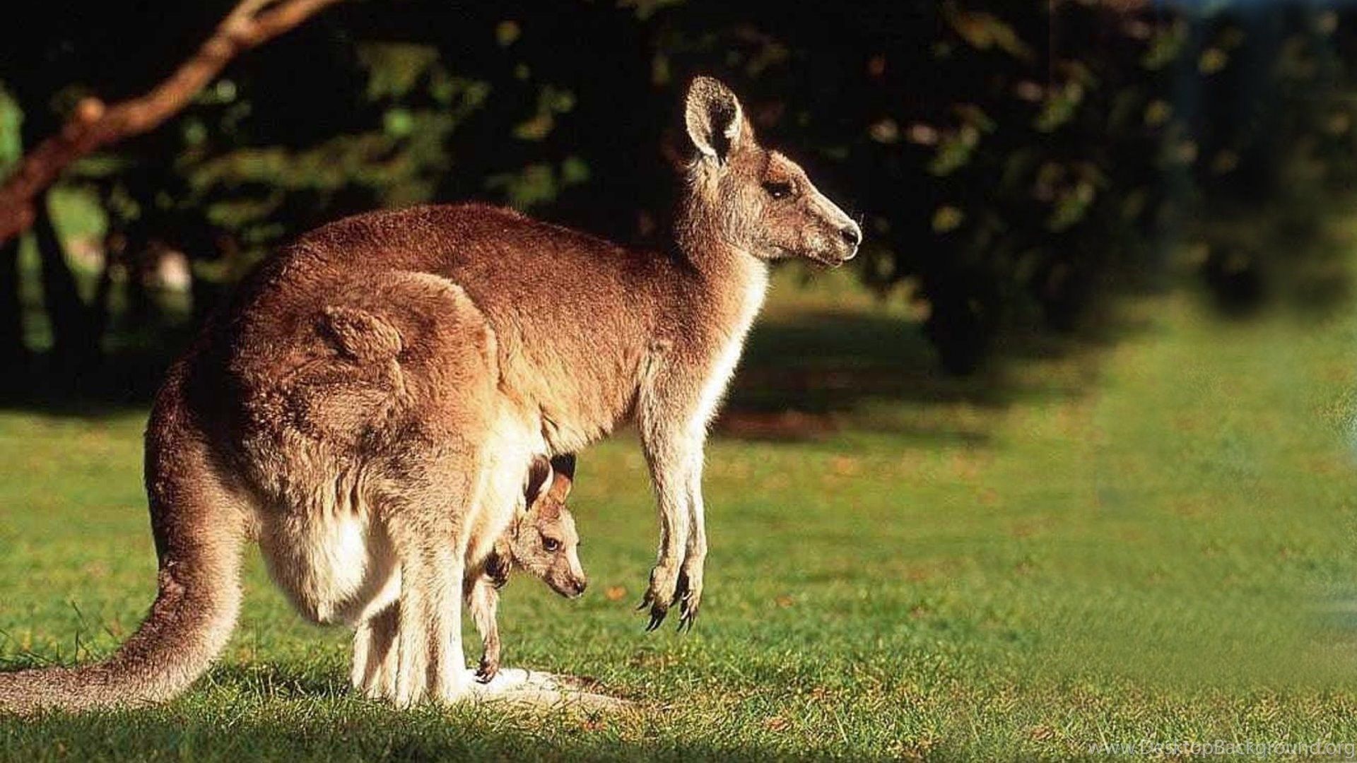 Funny Kangaroo Pic Wallpapers