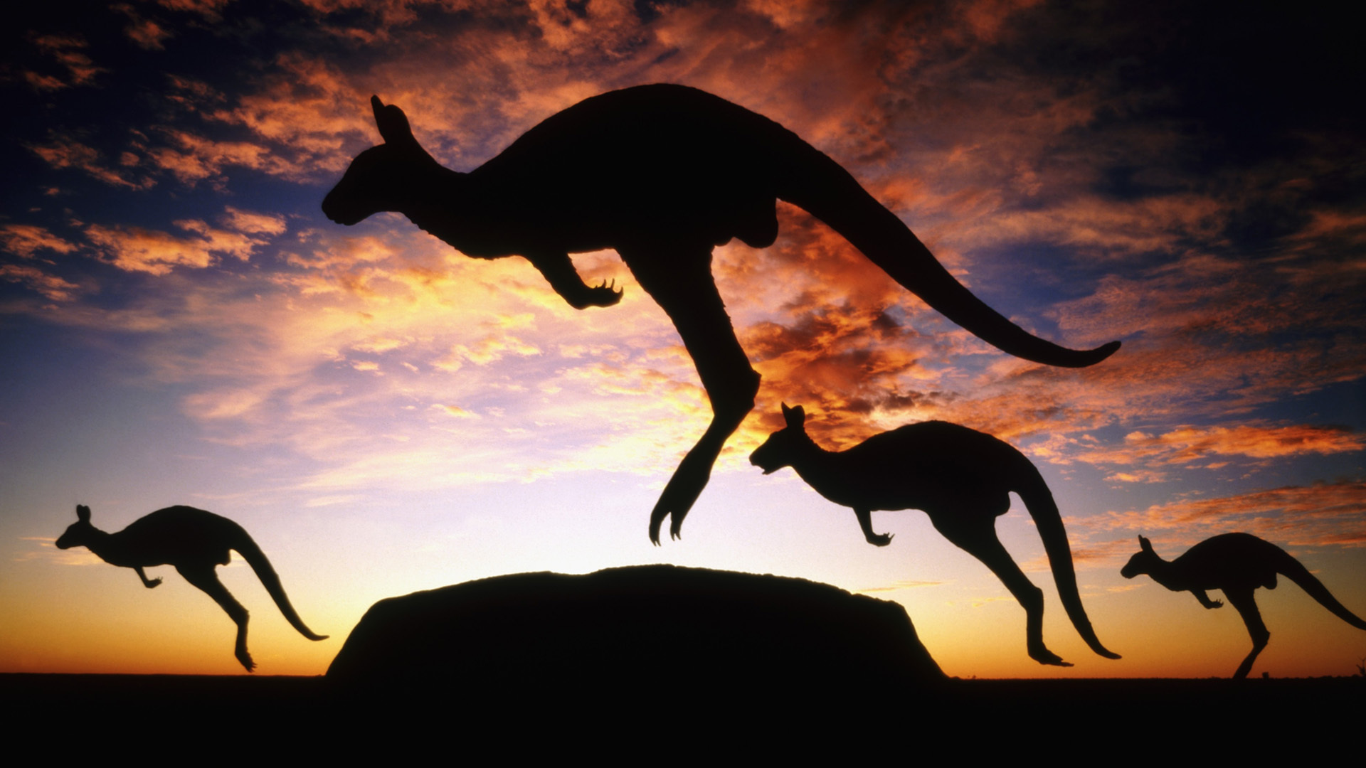 Funny Kangaroo Pic Wallpapers