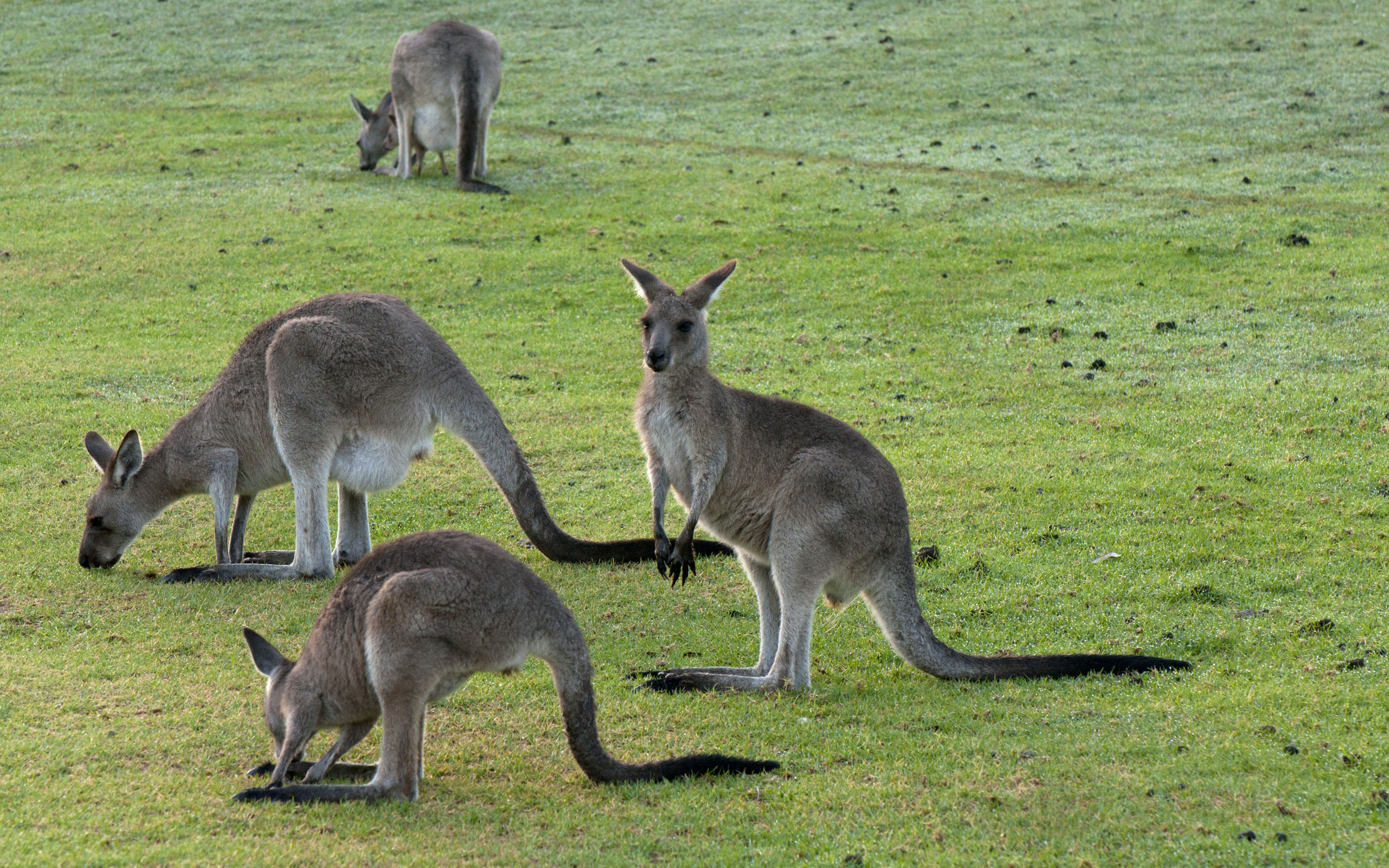 Funny Kangaroo Pic Wallpapers