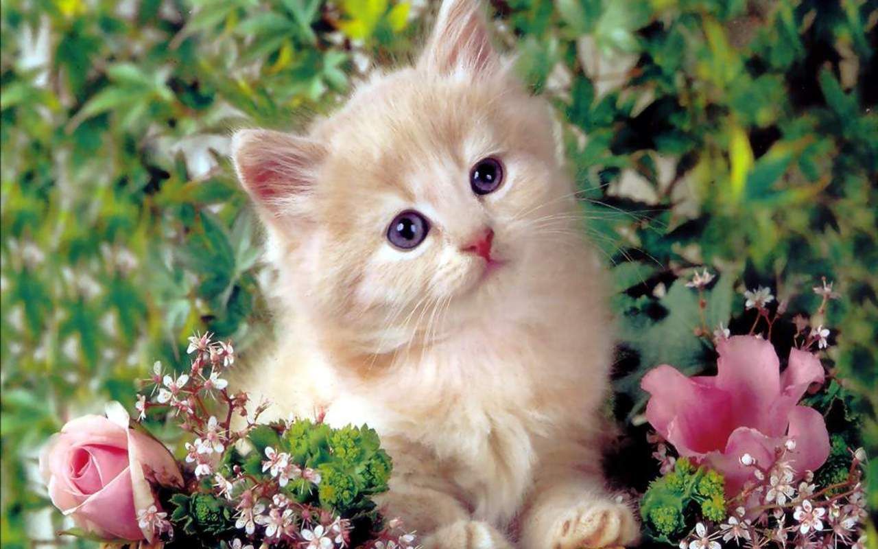 Funny Kitten Wallpapers