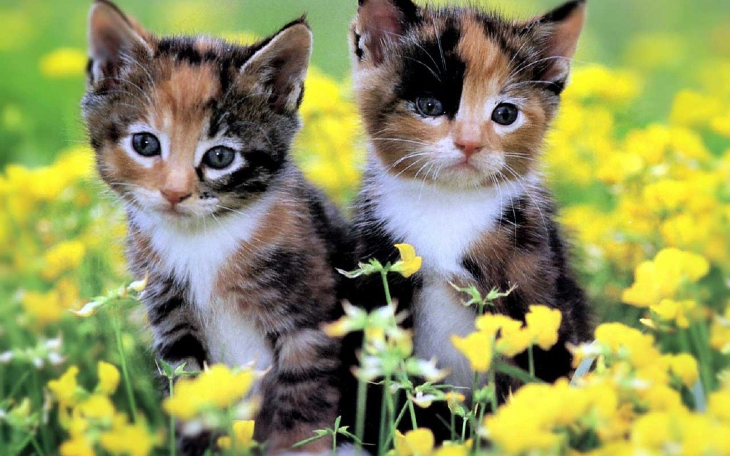 Funny Kitten Wallpapers