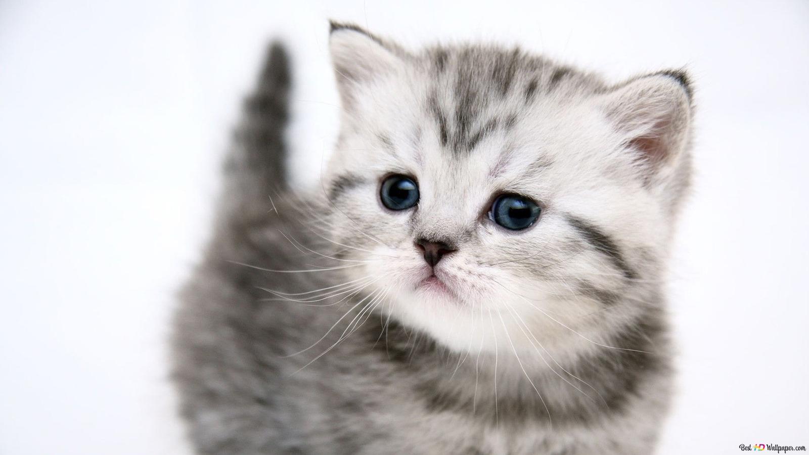 Funny Kitten Wallpapers