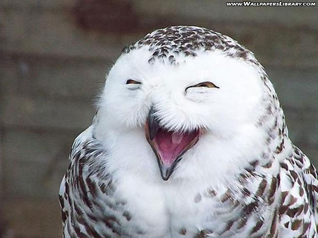 Funny Owl Pictures Wallpapers