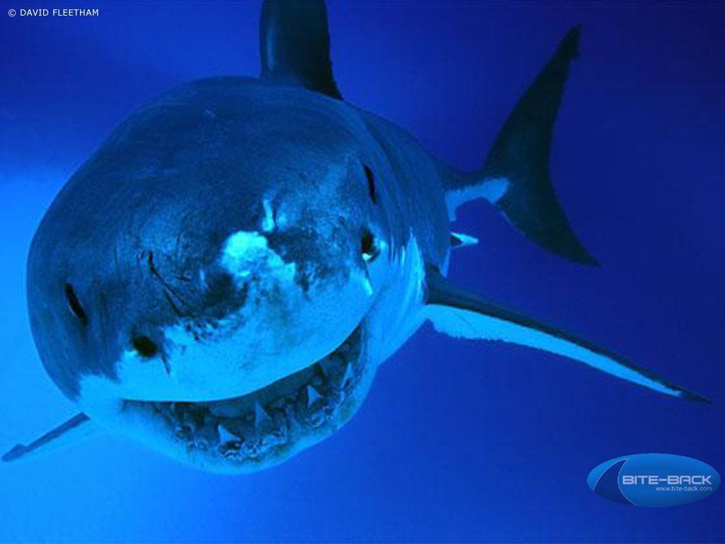 Funny Shark Wallpapers