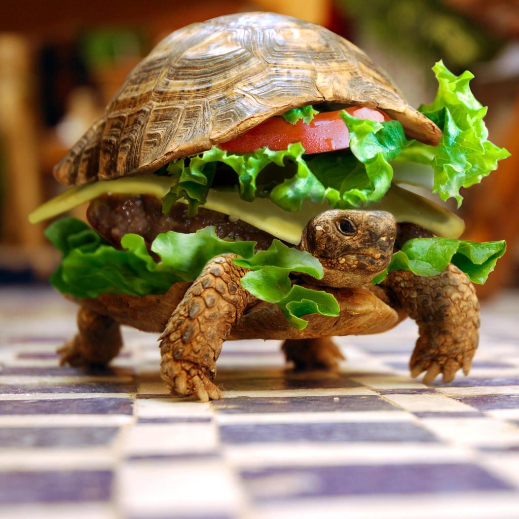 Funny Turtle Wallpapers