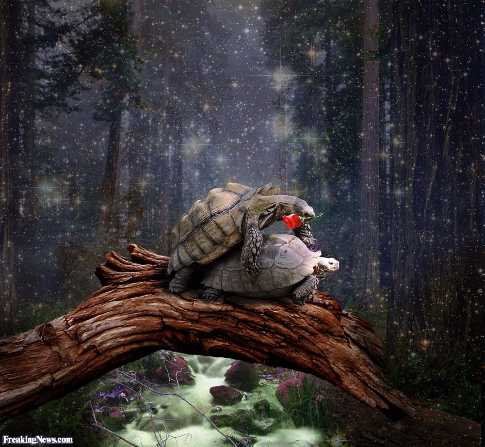 Funny Turtle Wallpapers