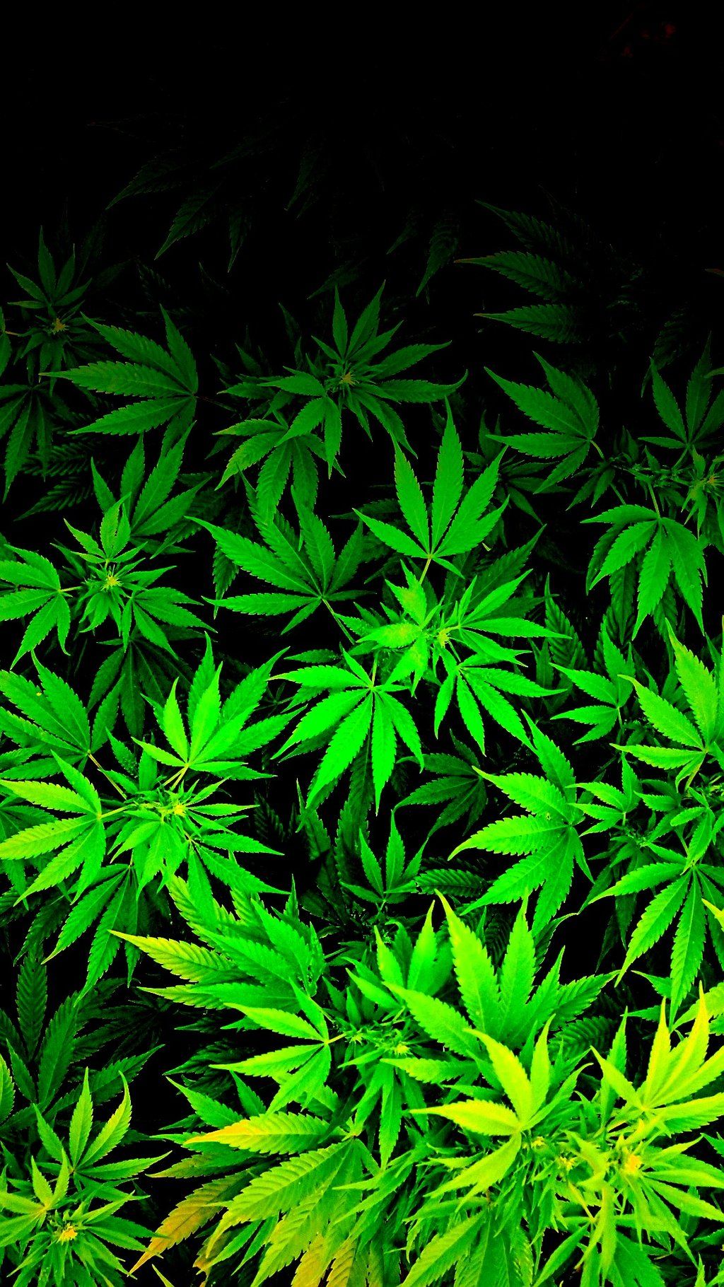 Ganja Wallpapers